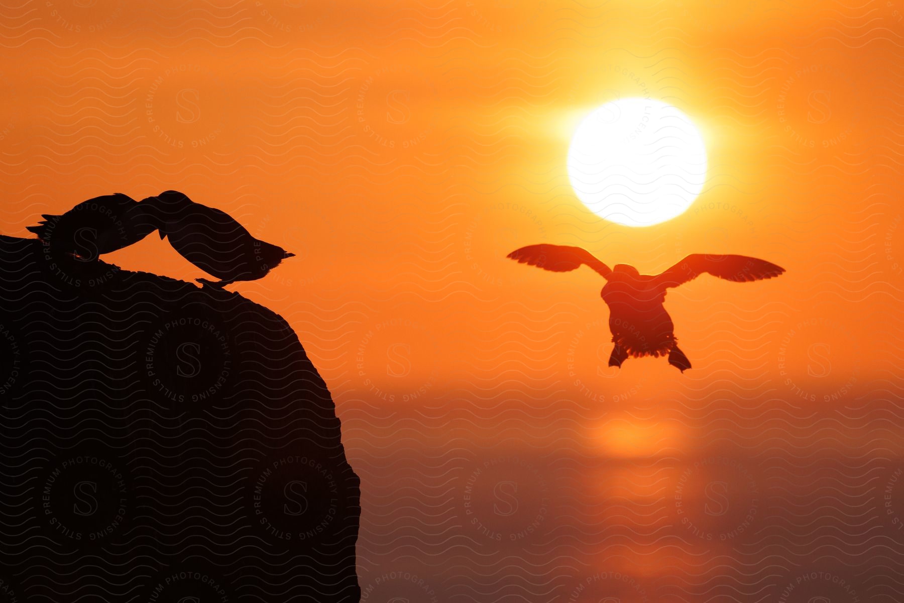 silhouette of birds out doors in nature during dusk or dawn