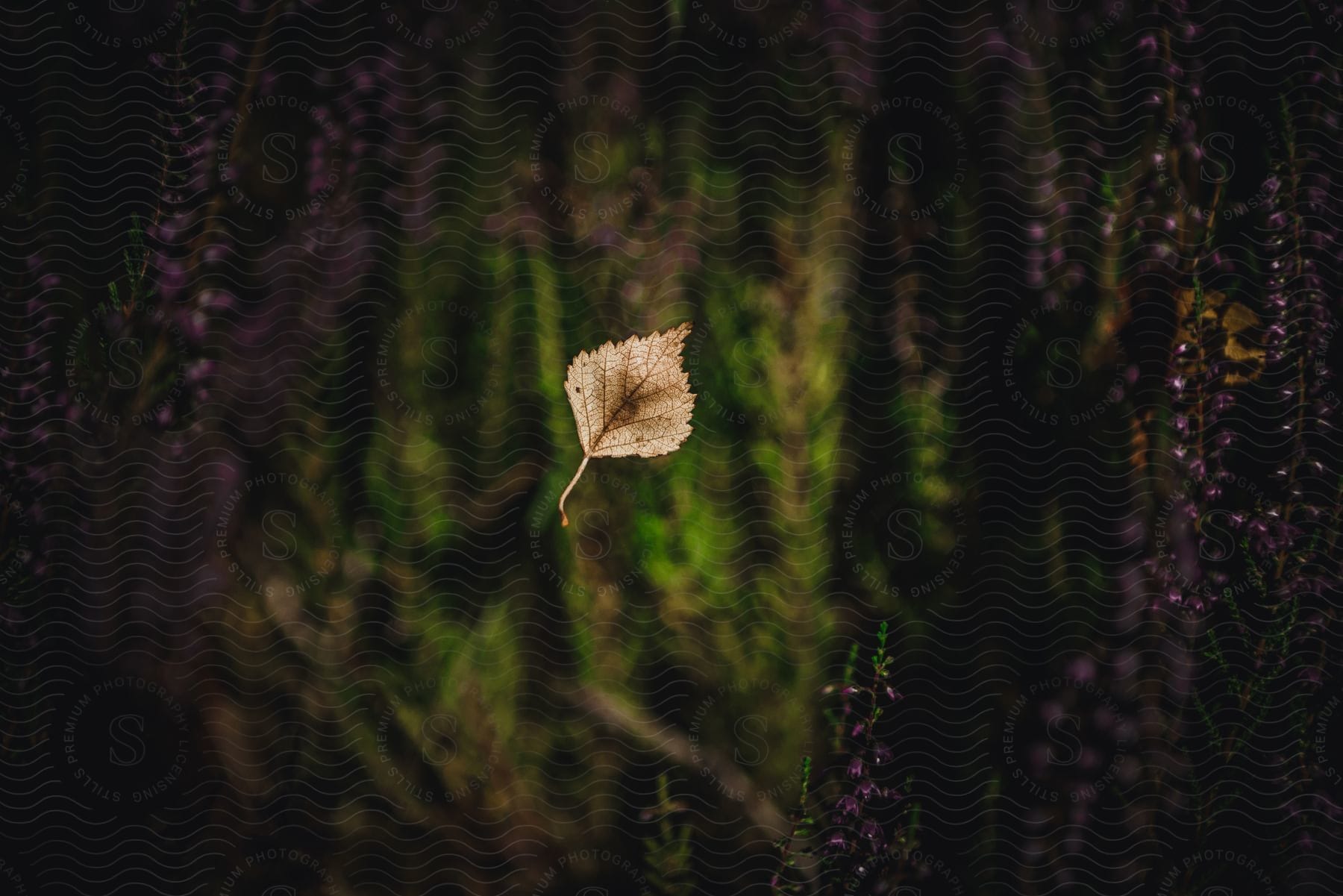 Close up of a brown leaf falling with purple flowers in the background