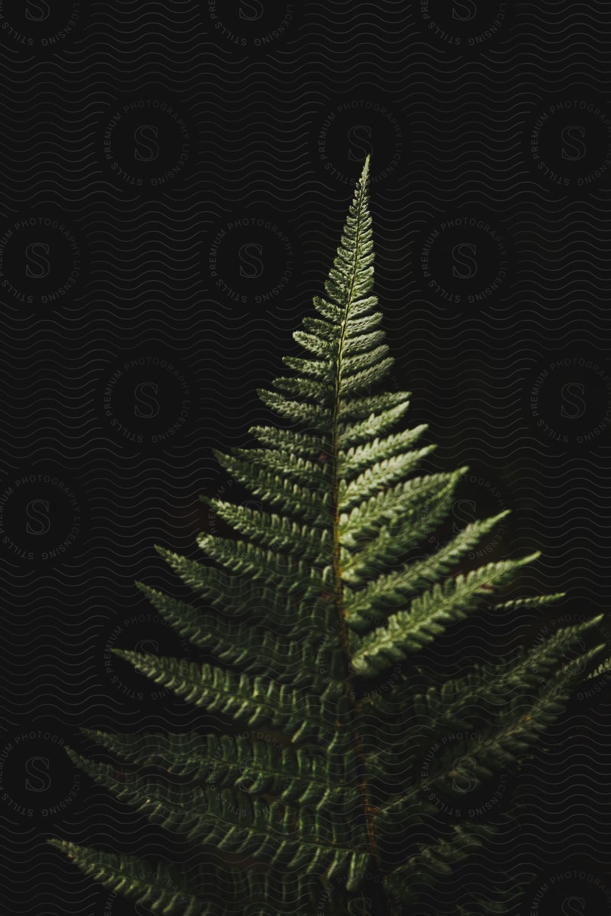 Close-up of a fern leaf.