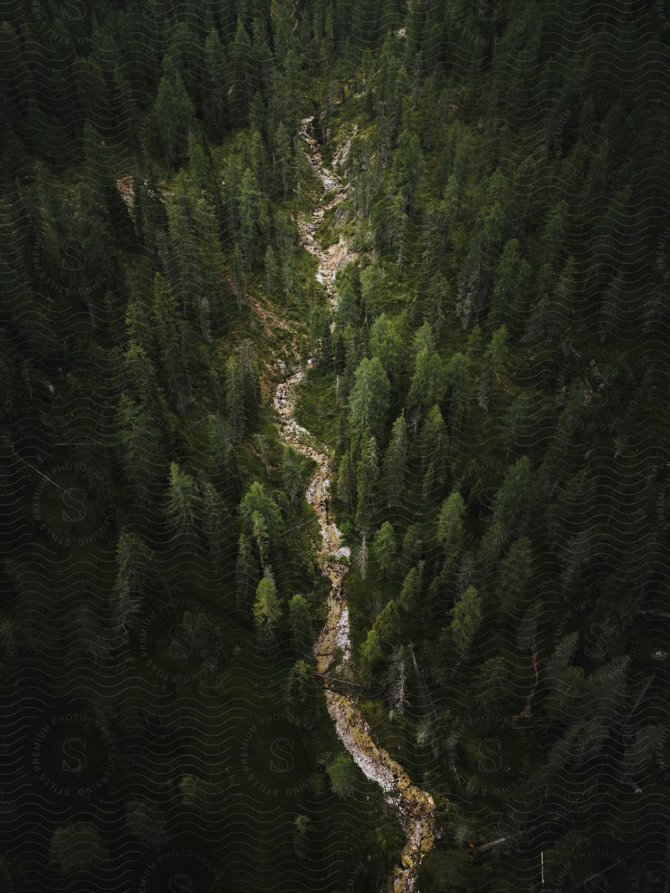 Aerial view of river bed winding through forest