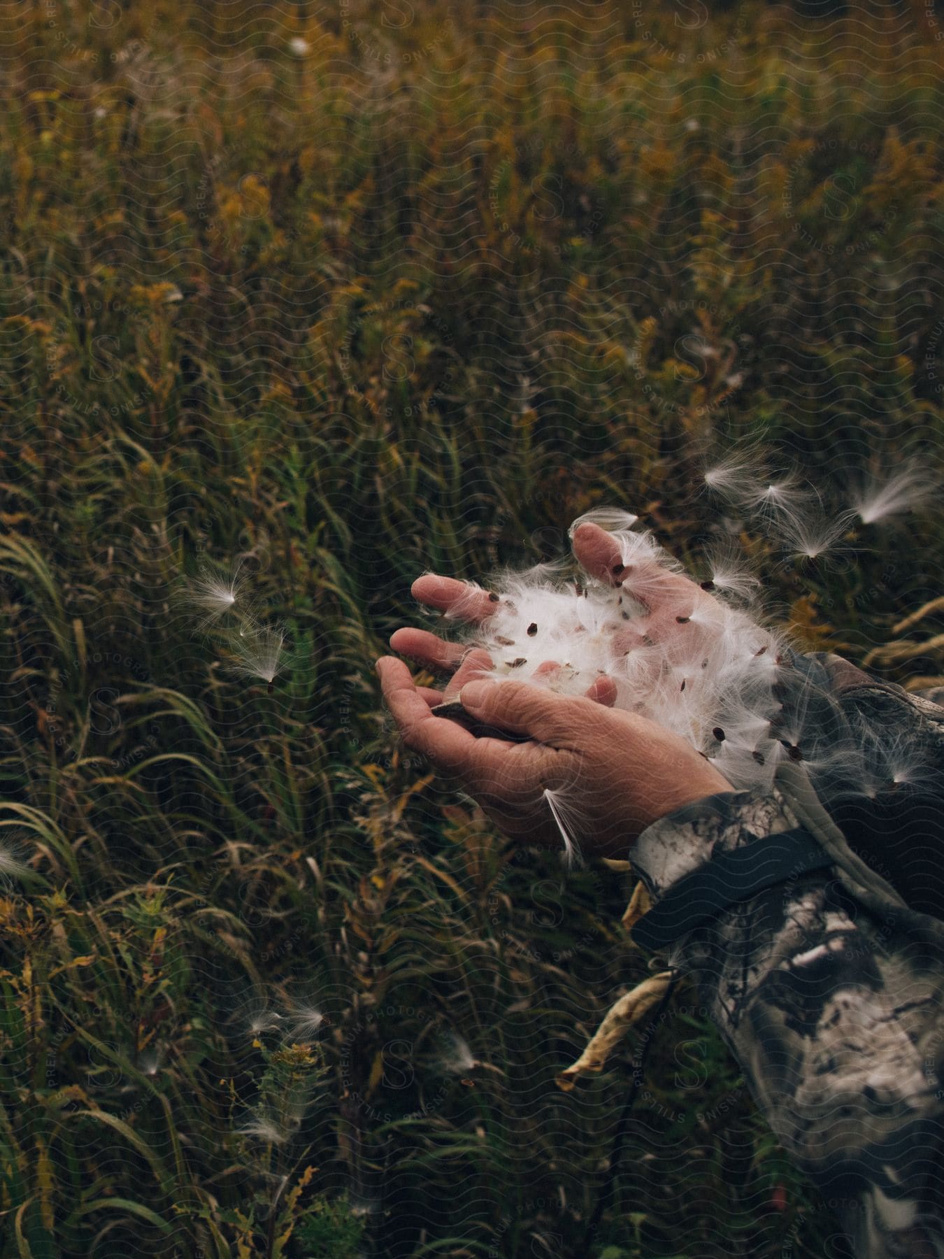 A close-up of a person's open hand with dandelion seeds flying away.