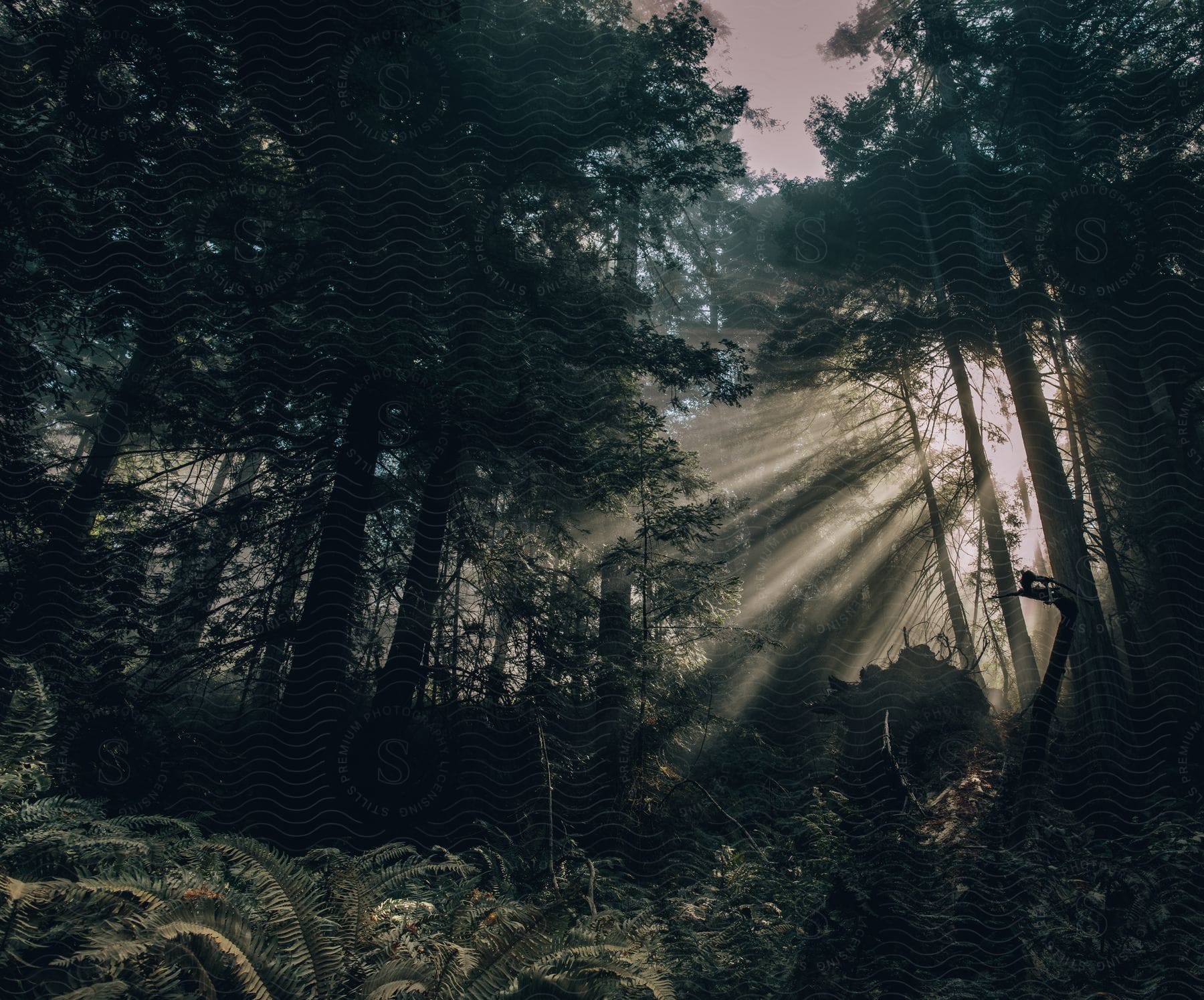 A sun-dappled forest floor with ferns and a fallen tree, illuminated by rays of light shining through the trees.