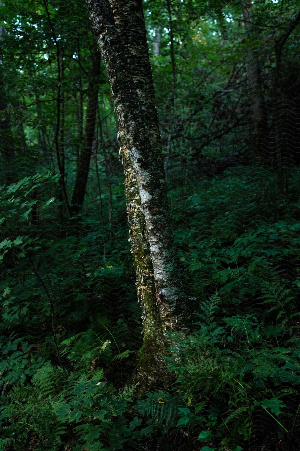 Moss is growing on trees with peeling bark in the woods among green plants and vegetation