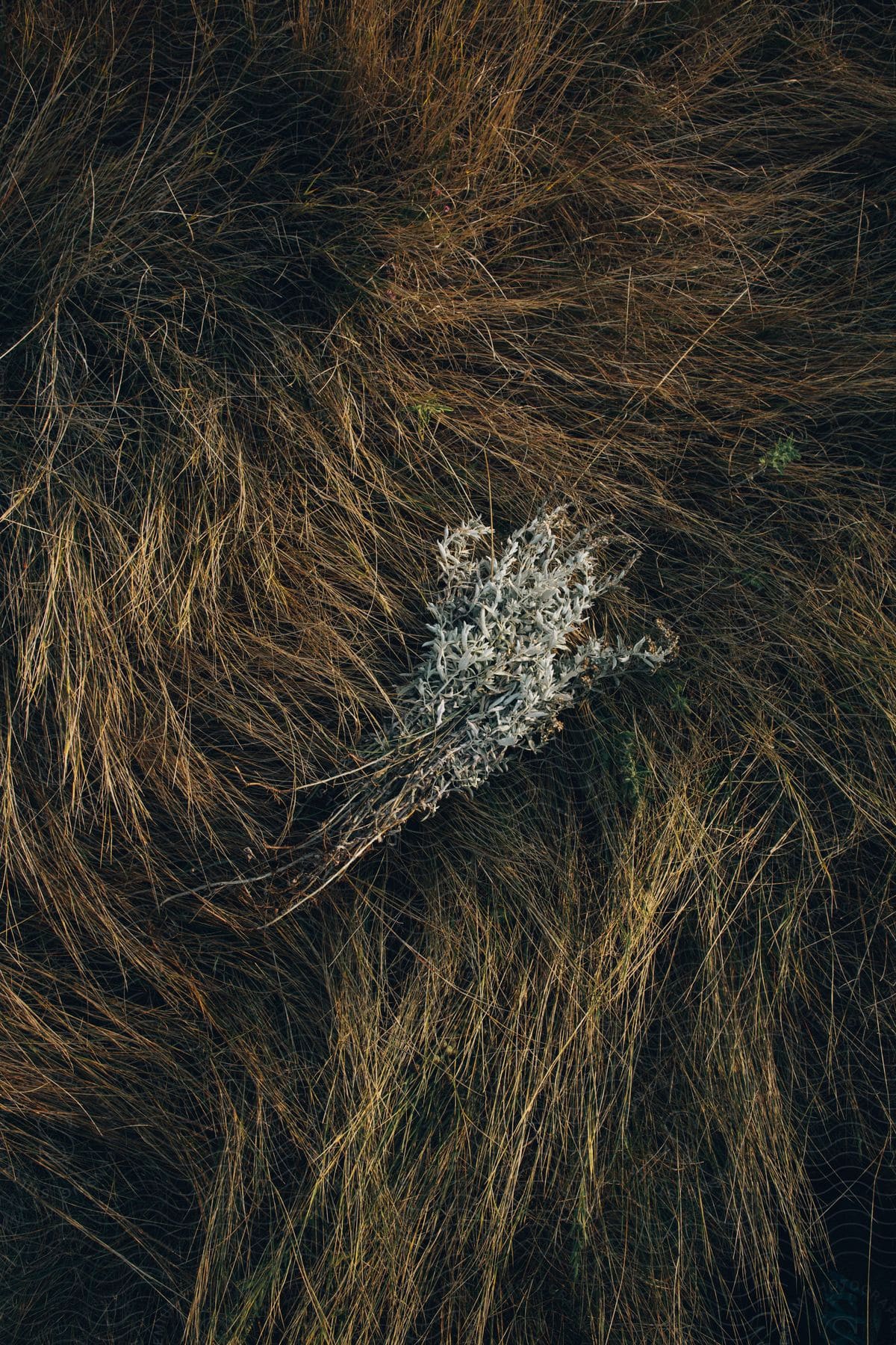 white flowers rest in tall dry grass