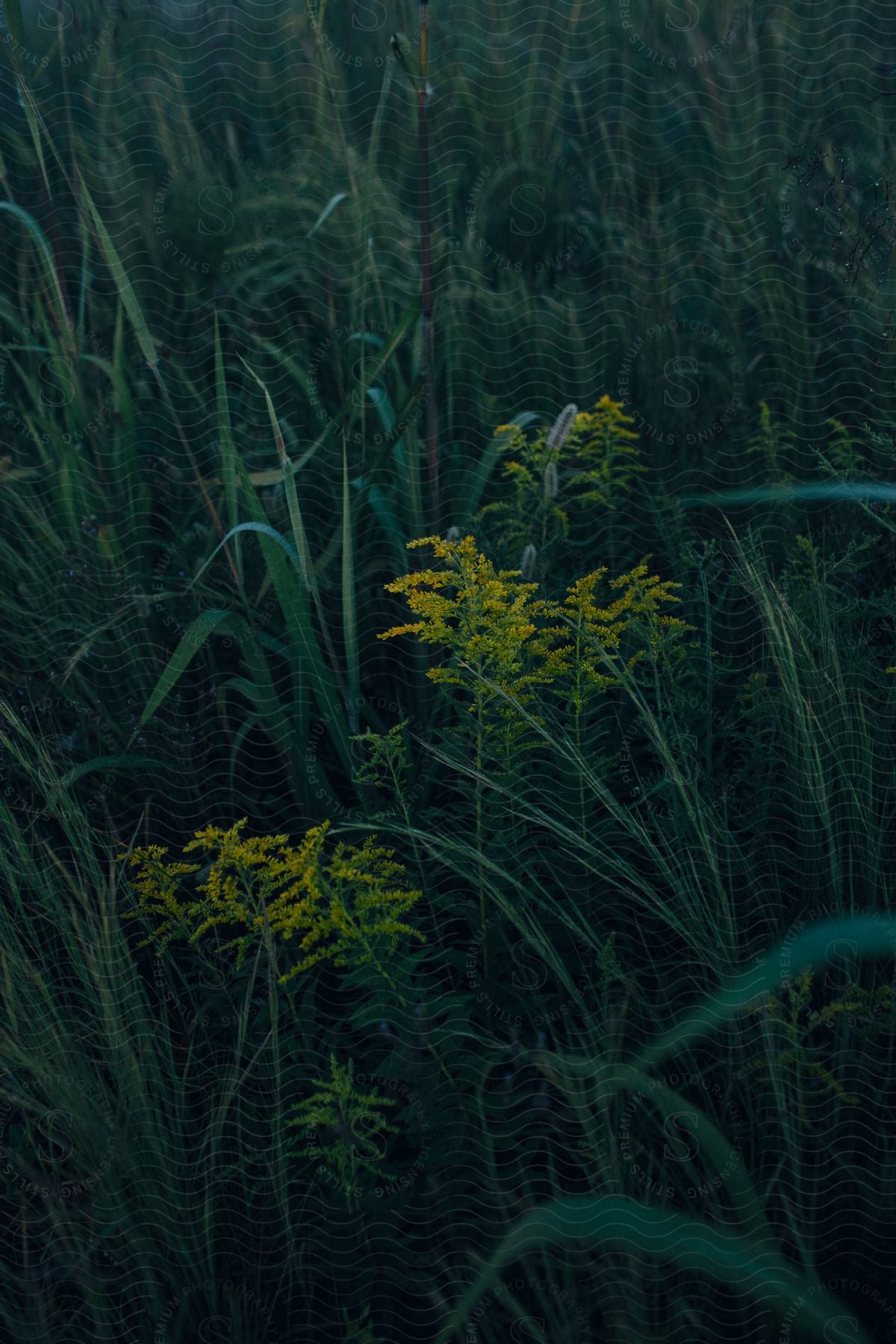 Green plants and weeds grow in the woods