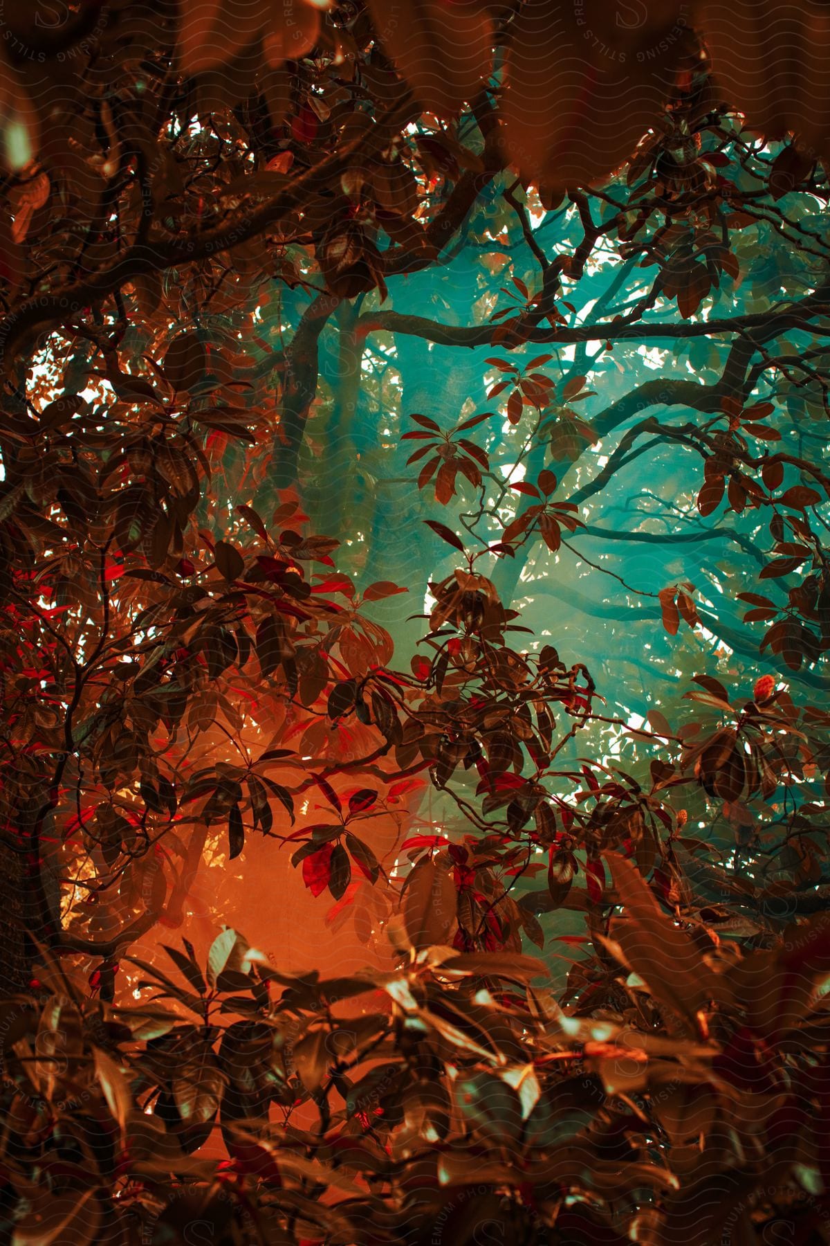 Tree branches and leaves bathed in orange and green light