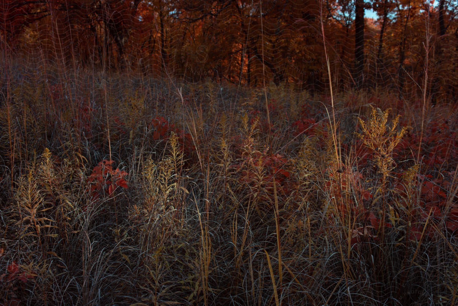 A field of autumnal colors, the grass fading to brown and the trees turning orange and red.