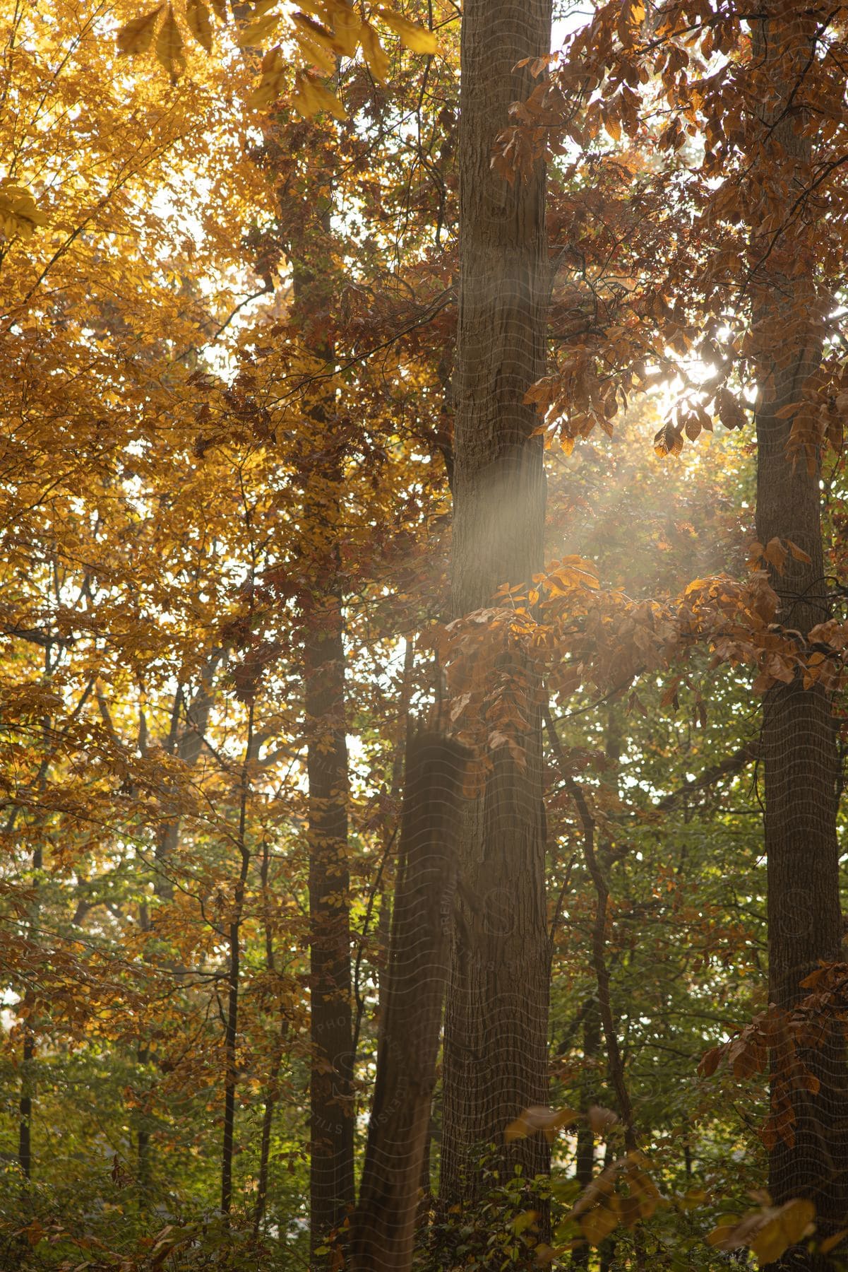 trees with dry leaves inside a forest at midday.