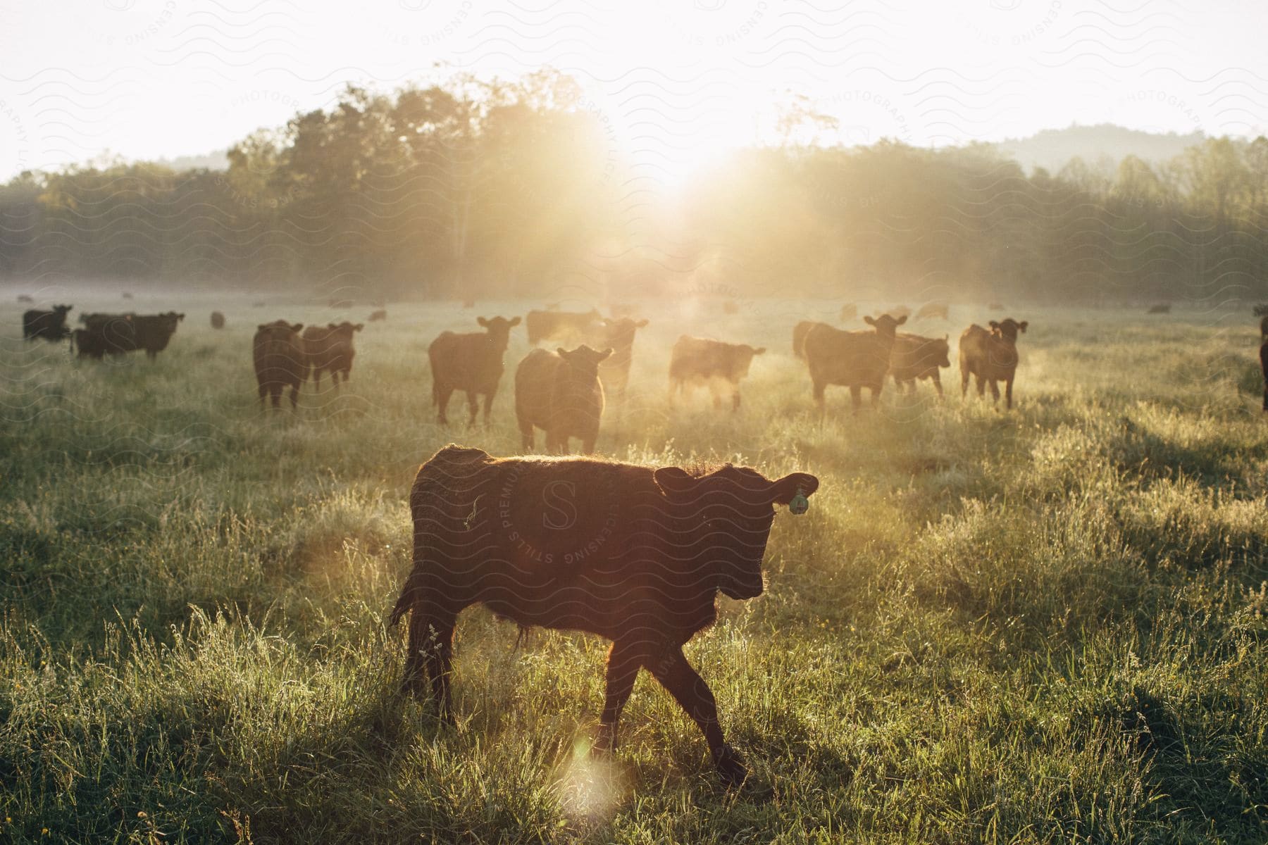 brown cows walk through a field