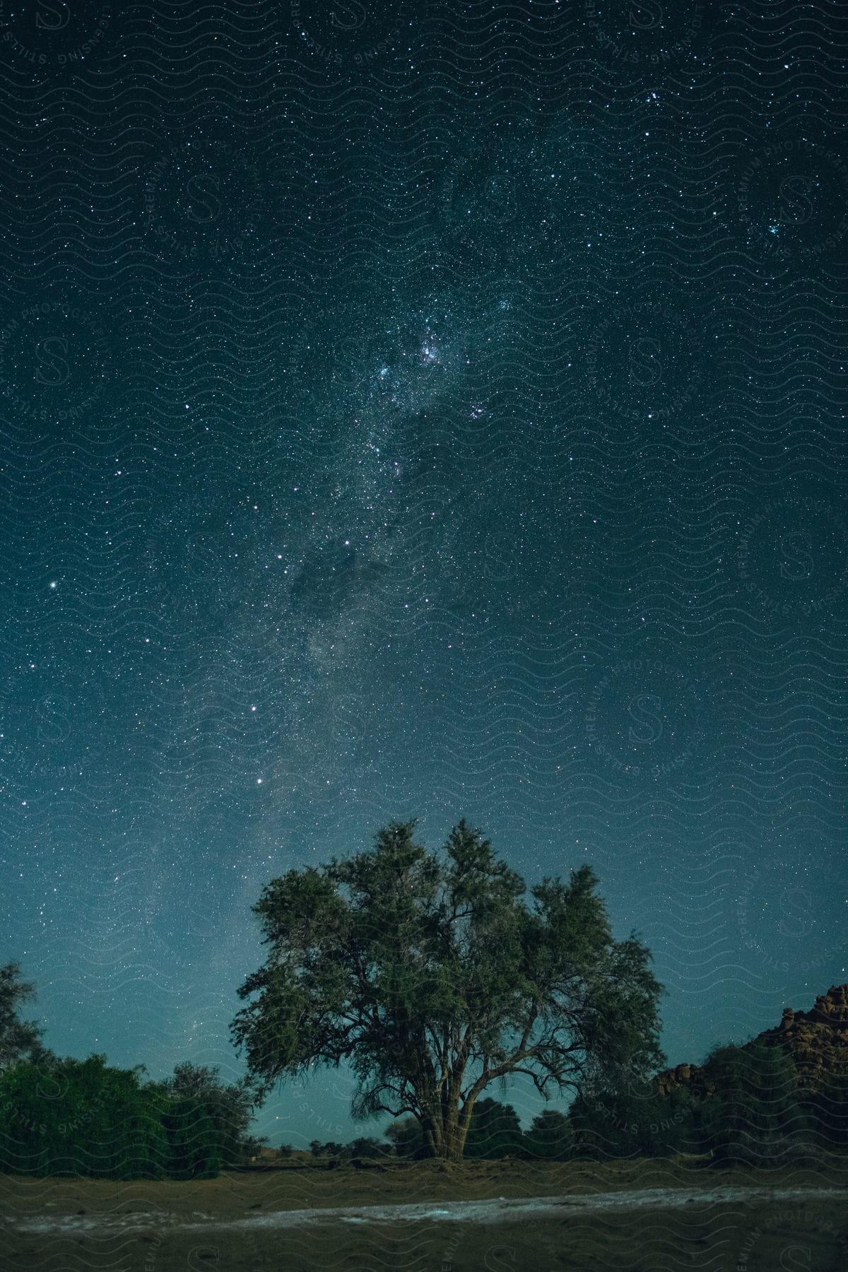 Stars shine brightly over lone tree in field near mountain.