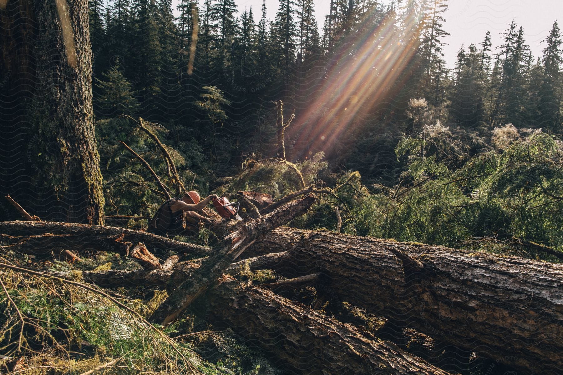 A light flare shines toward a man wearing a hardhat cutting fallen trees in the woods with a chainsaw