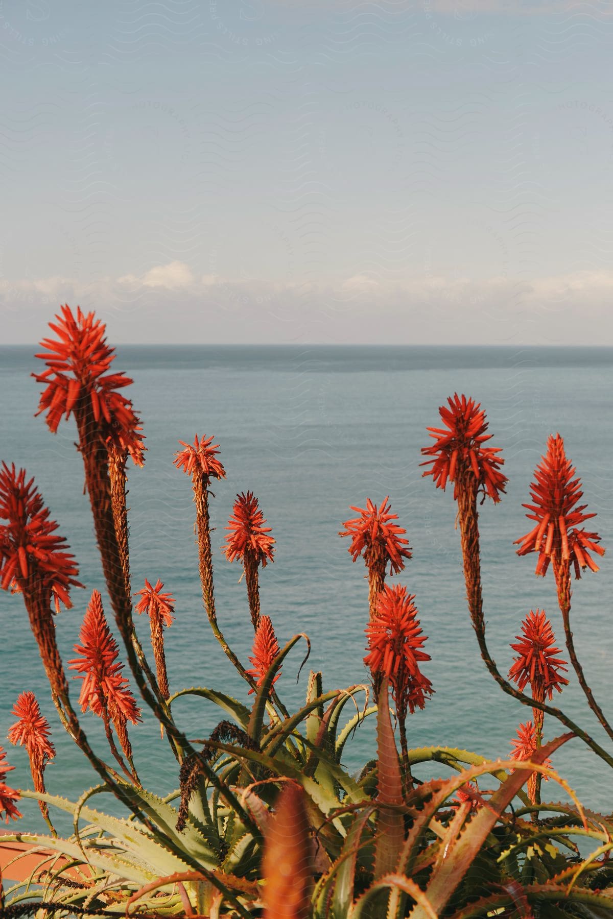 Red flowers bloom near the ocean on a sunny day, with a blue sky and a few clouds above.