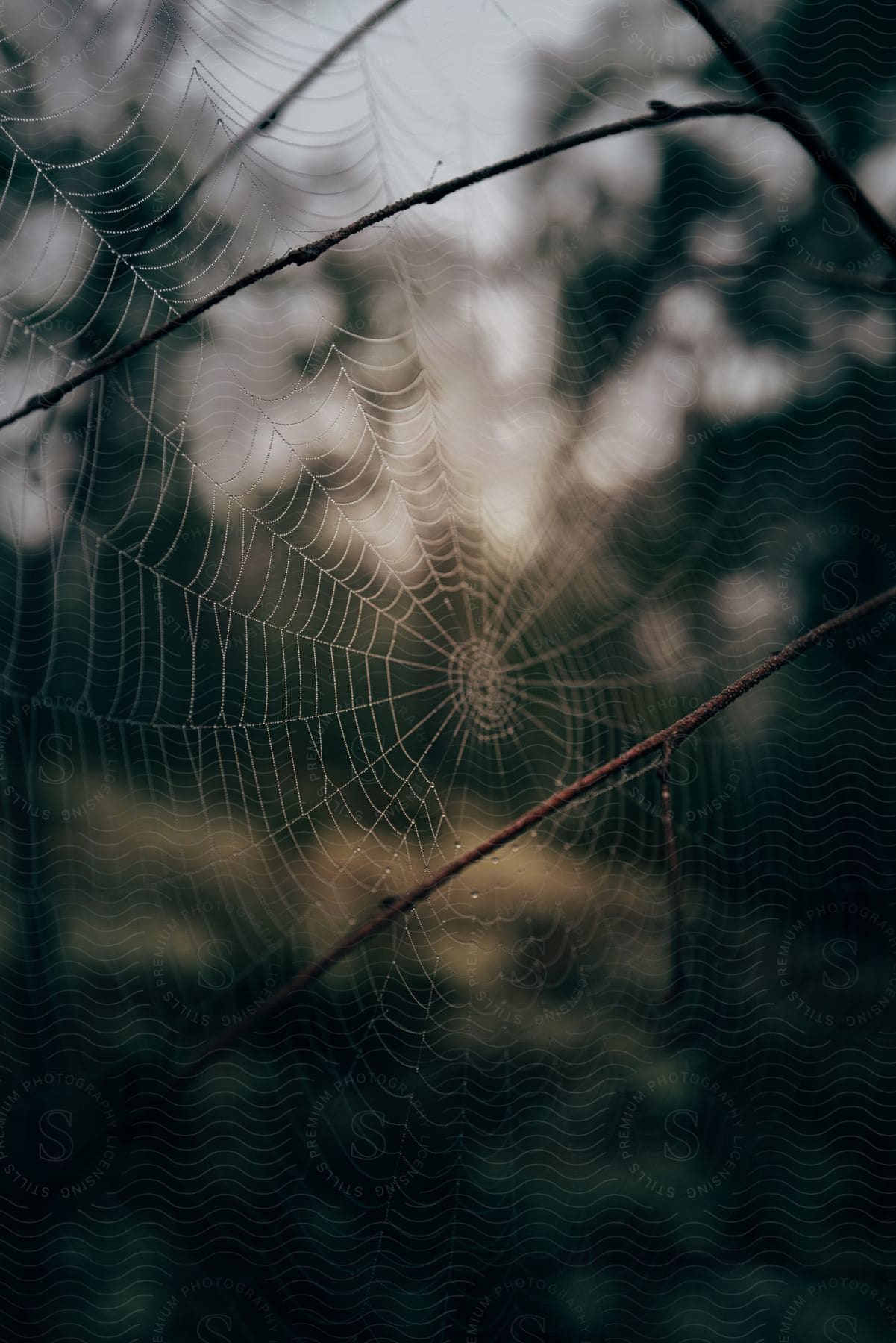 Dew drops hang on large outdoor spiderweb.