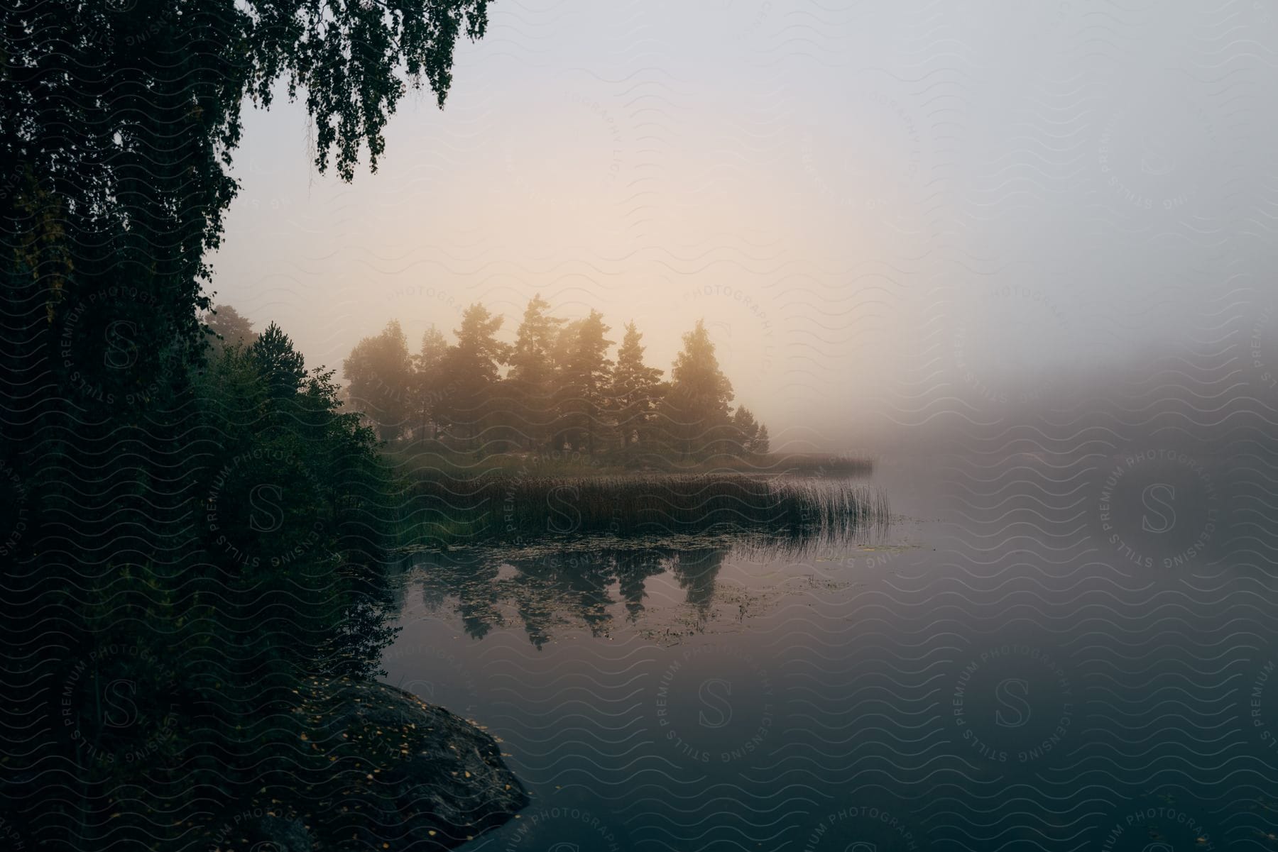 Tall grass and trees stand along the shore of a river under a foggy sky