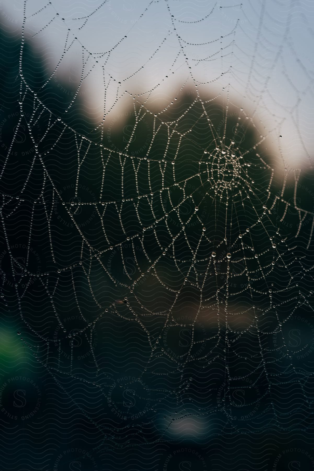 A wet spider web with water droplets.