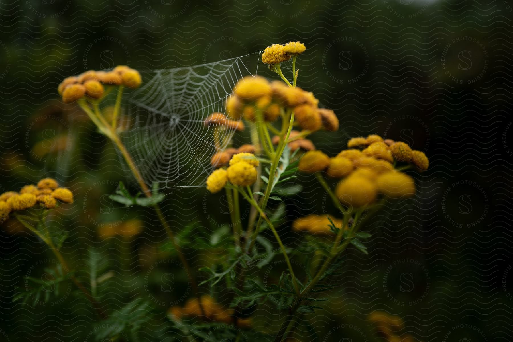 A spider is sitting in a web spread between yellow flowers with buds ready to open