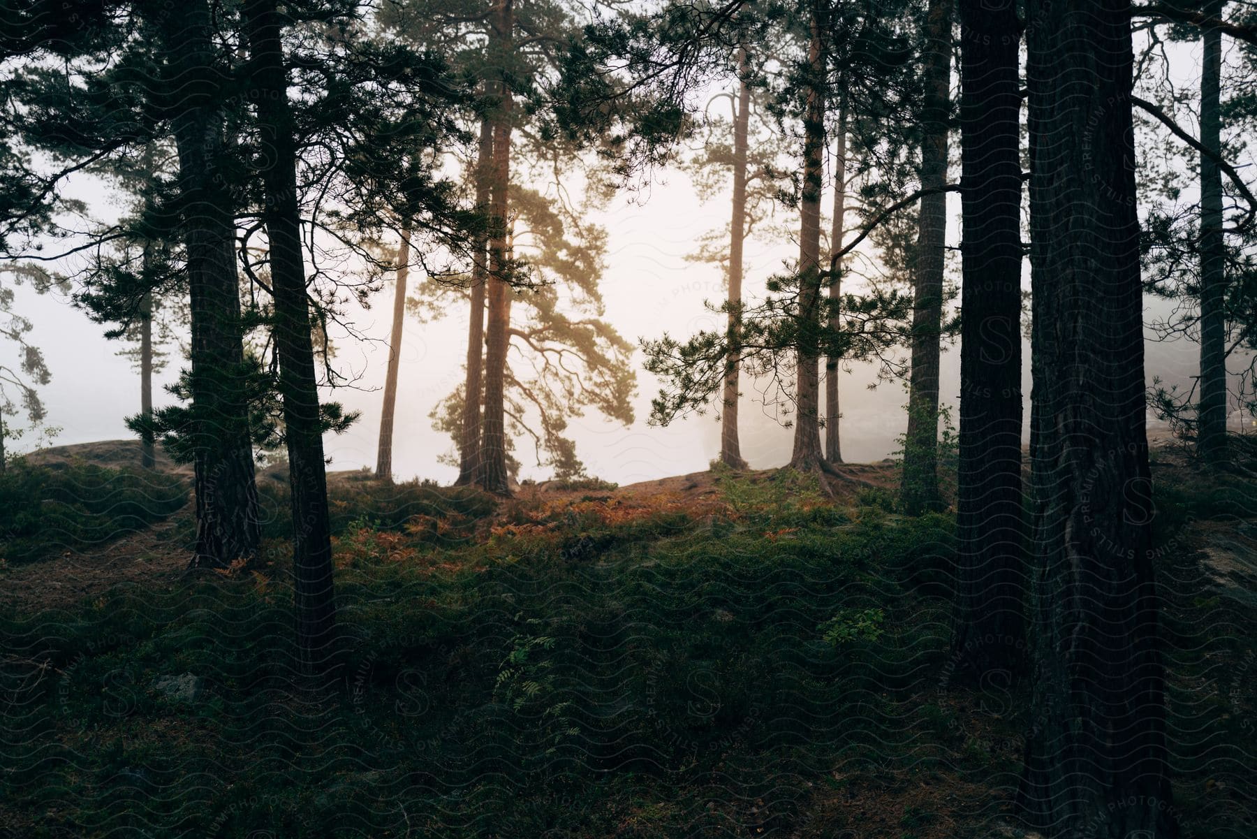 sunlight shines through fog in the woods