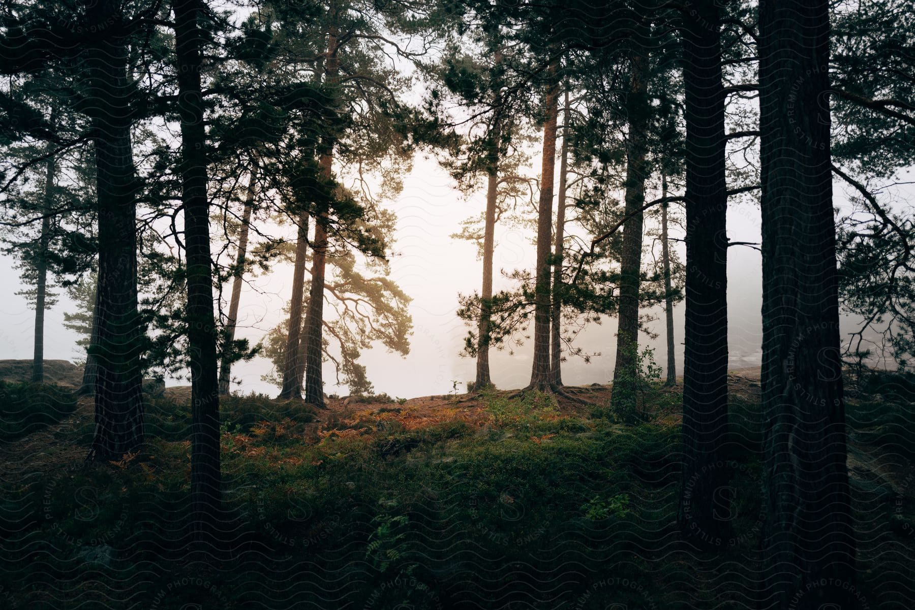 A View Of A Forest With Huge Trees On A Serene Day