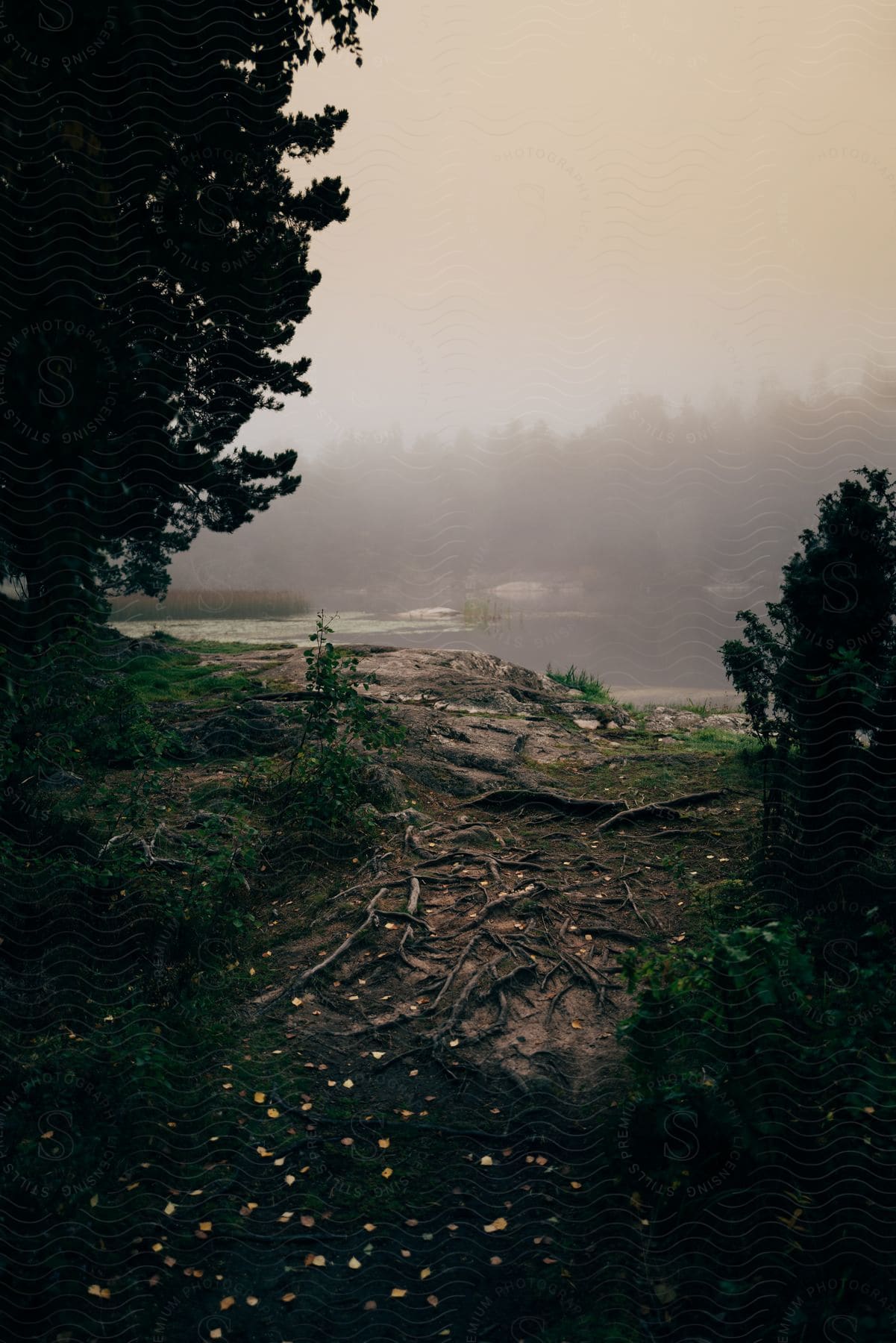 A path across the woods towards a foggy river