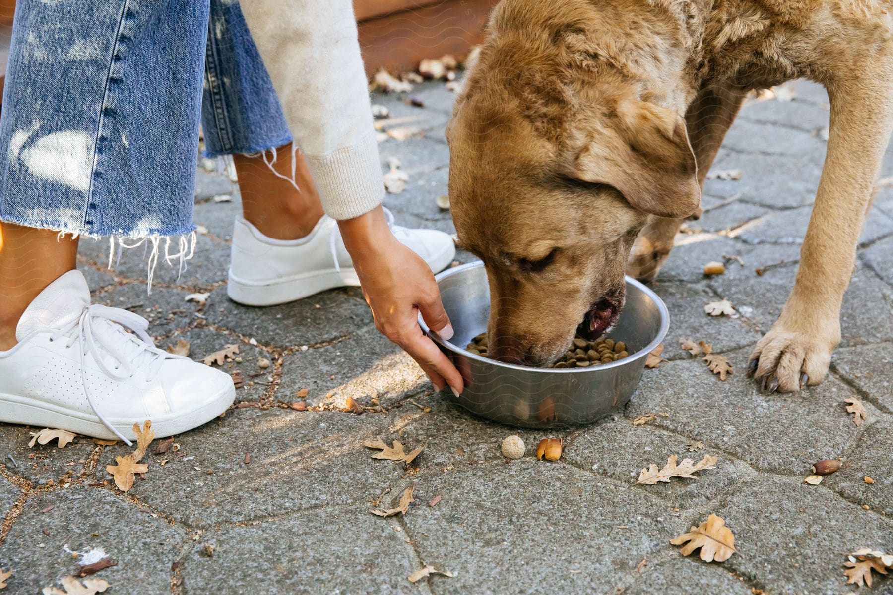 a woman gives her dog a bowl of dry food outside