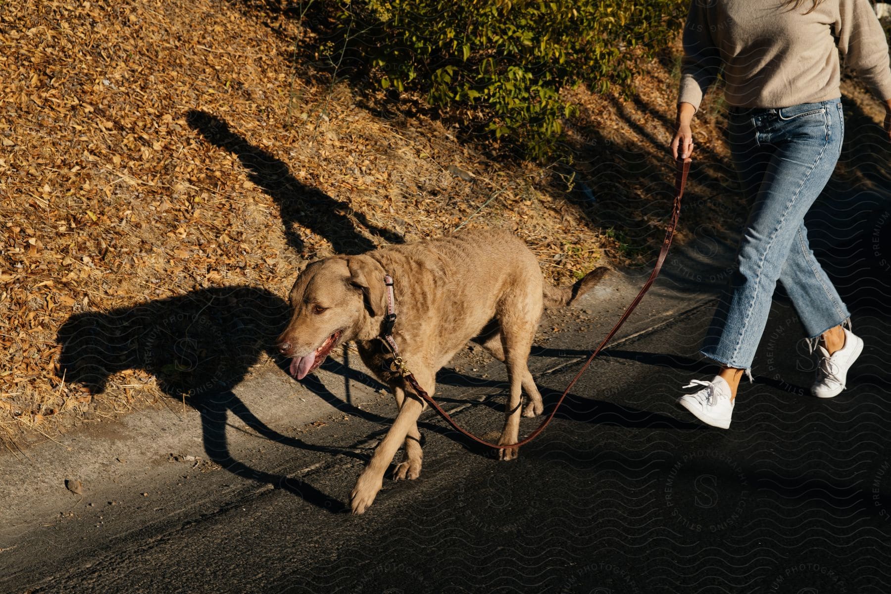 The sun shines upon a woman walking her dog on a road along a hillside