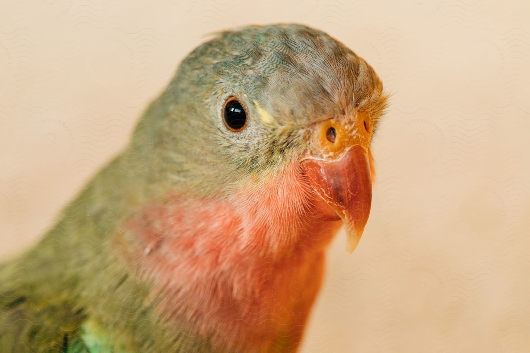 a small pet bird stares straight ahead