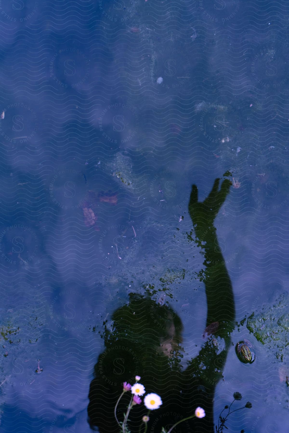 A woman is underwater with her arm over her head near flowers and daisies along the coast