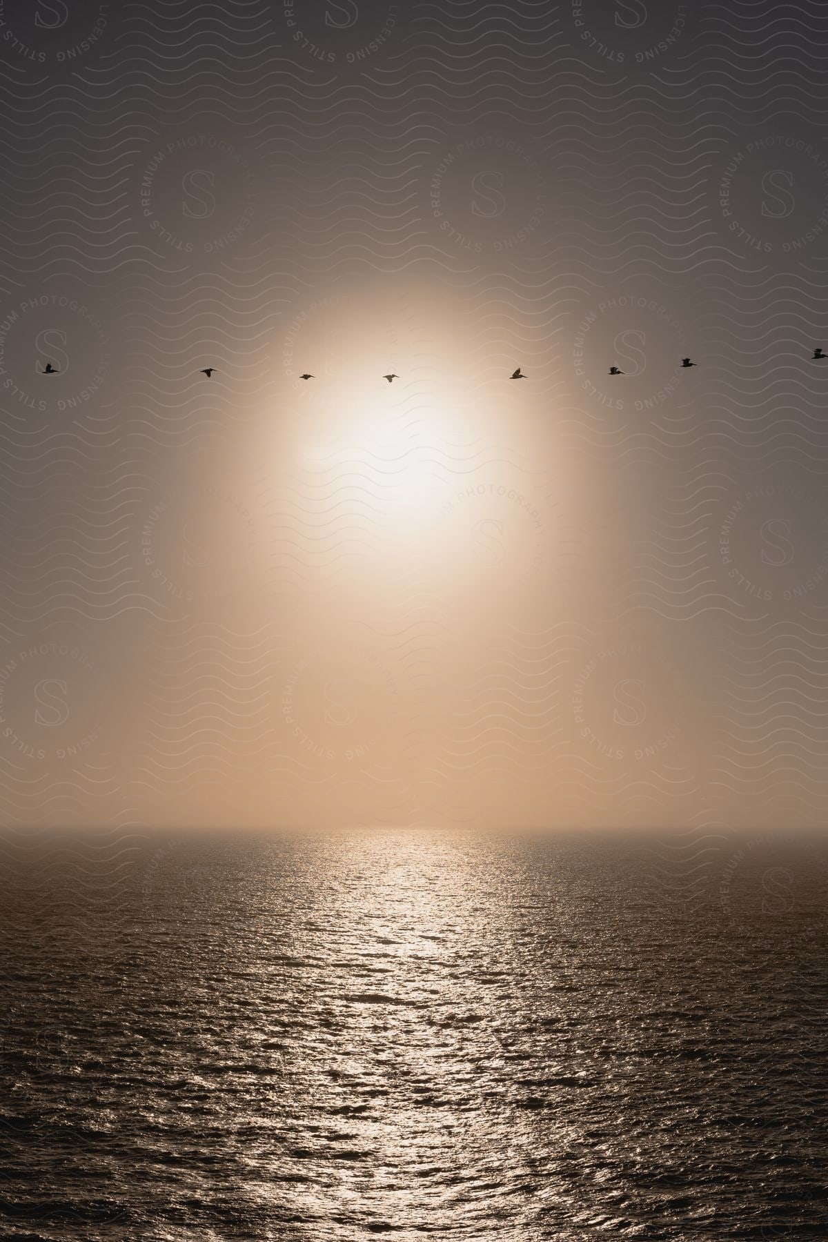 Stock photo of a group of birds flying over calm water during sunset