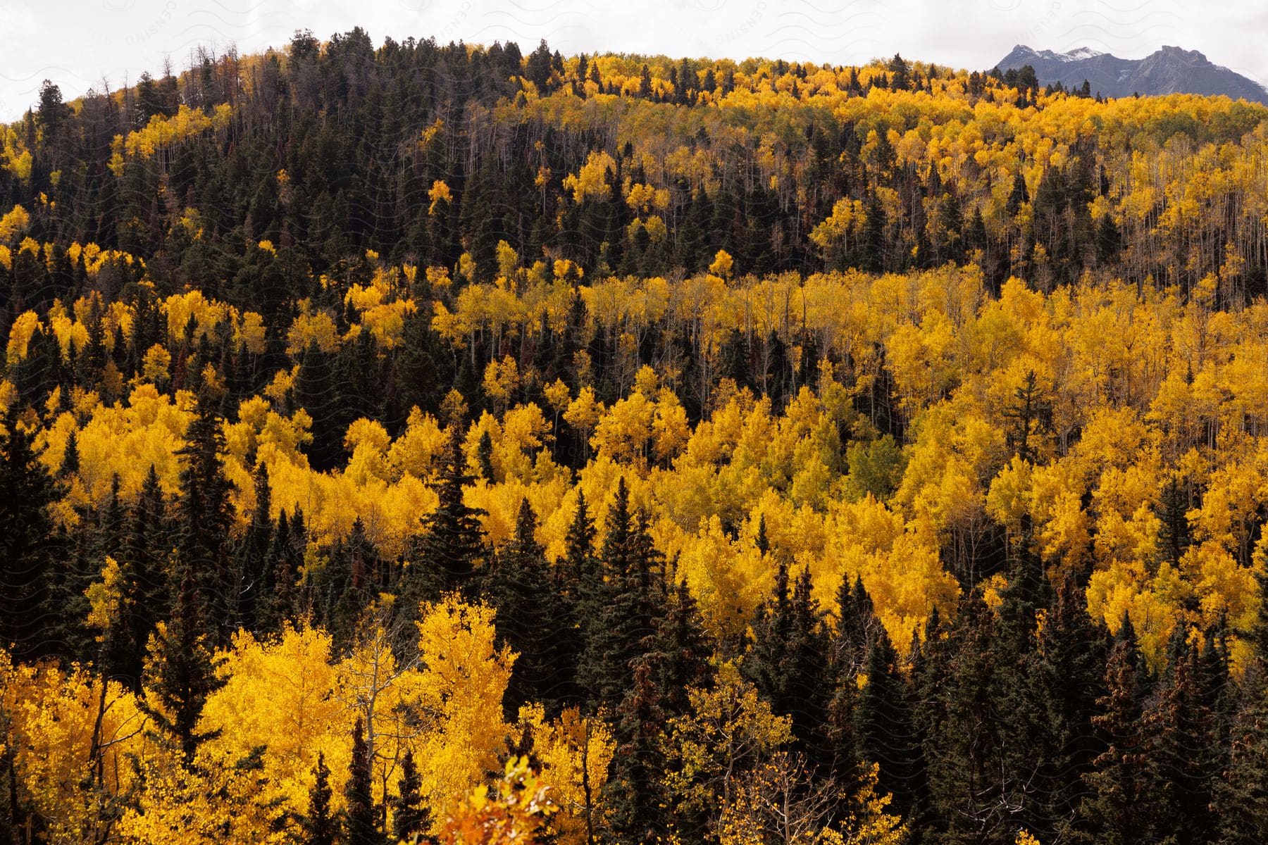 Trees along the side of a forested mountain are changing into fall colors with bright yellow trees standing out