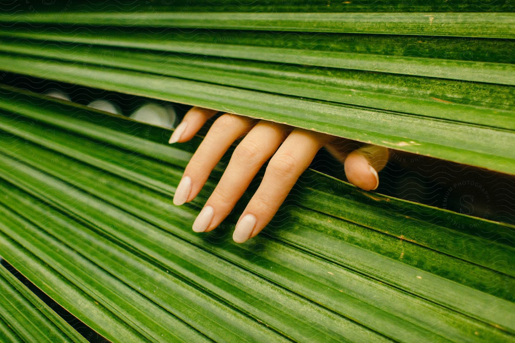 Woman's manicured hand reaches through natural green blinds.