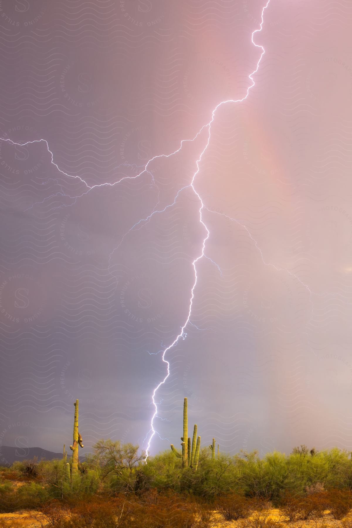 lightning strikes over cactus in the desert