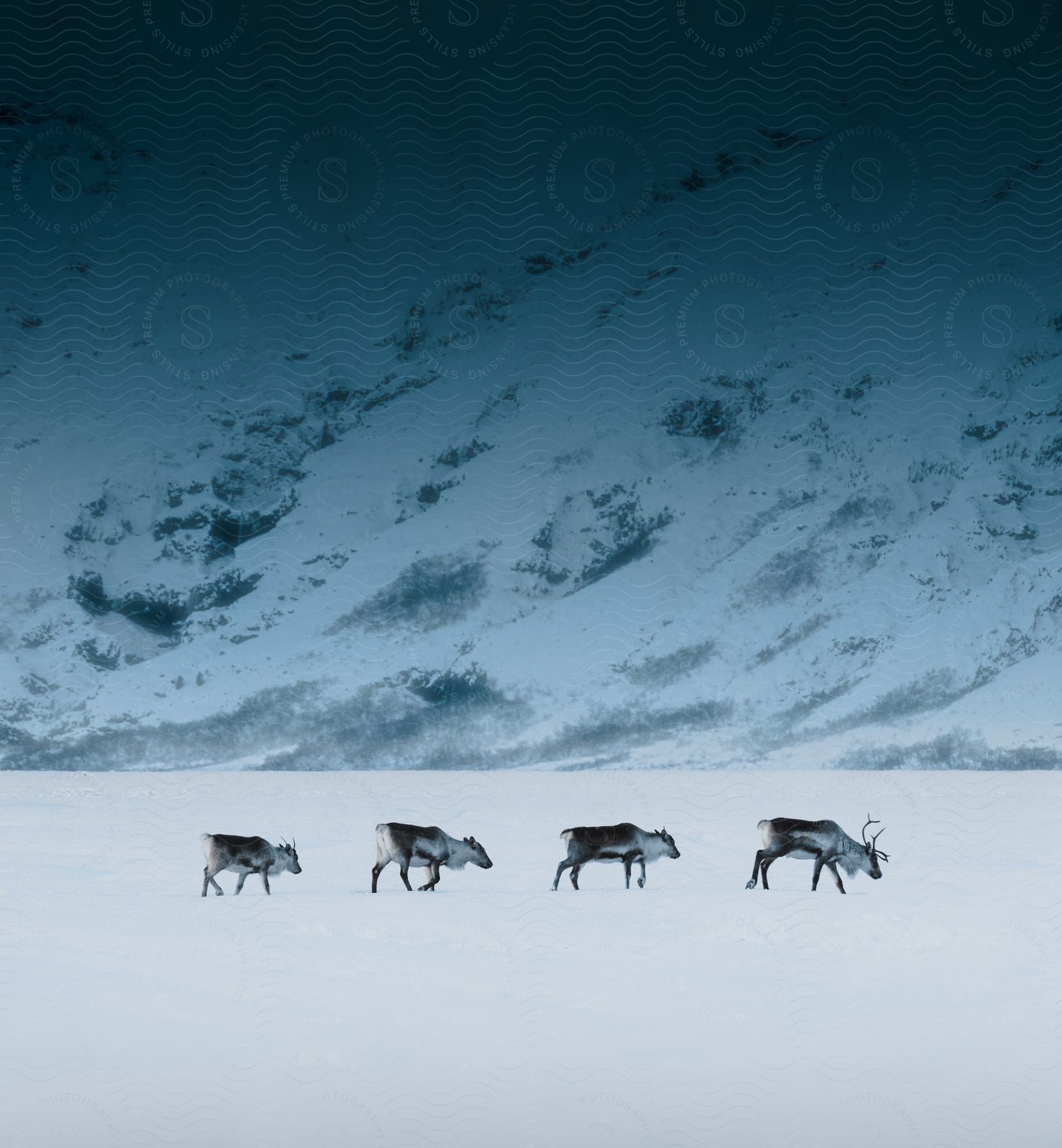 Four reindeer walk through snow in a valley with a mountain in the distance.