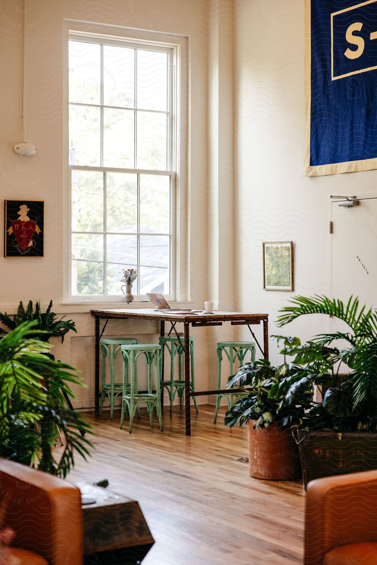 large plants sit on the floor in an apartment