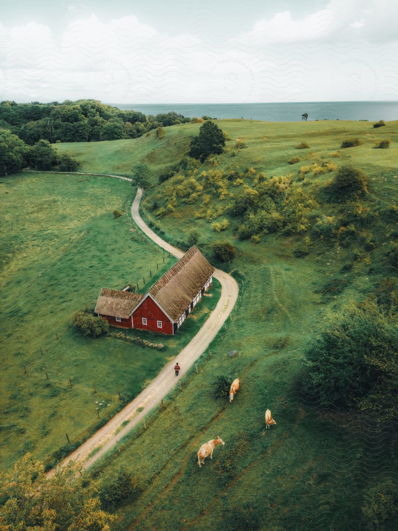 A red farmhouse perched on a verdant hilltop, with cows grazing across the road leading down to the ocean on the horizon.