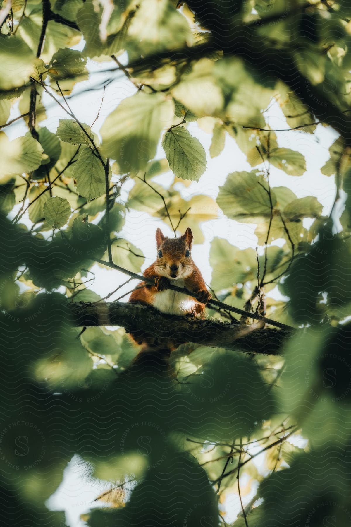 a squirrel sits on a branch in a tree