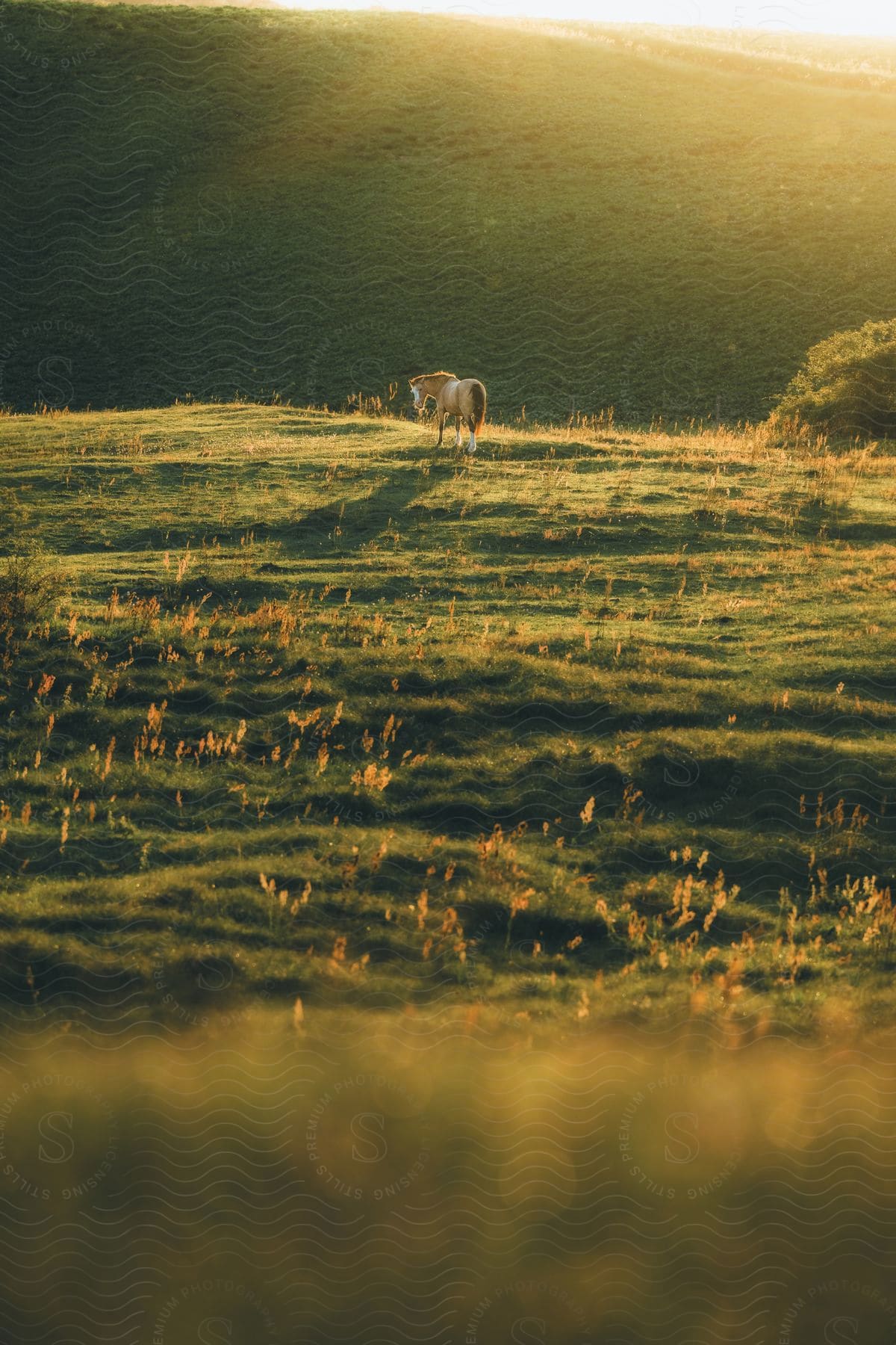 a horse grazes in an open field