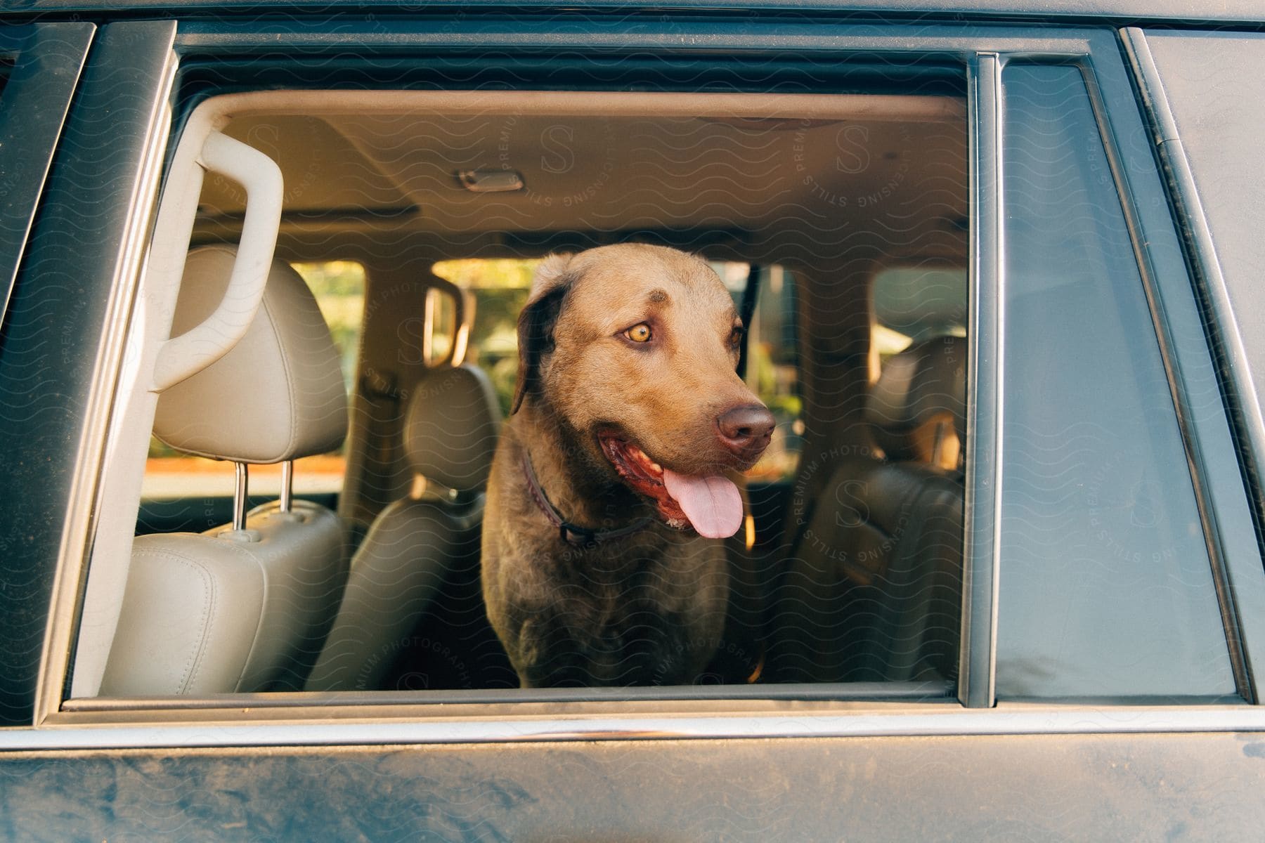 a large dog sits in the backseat of a car