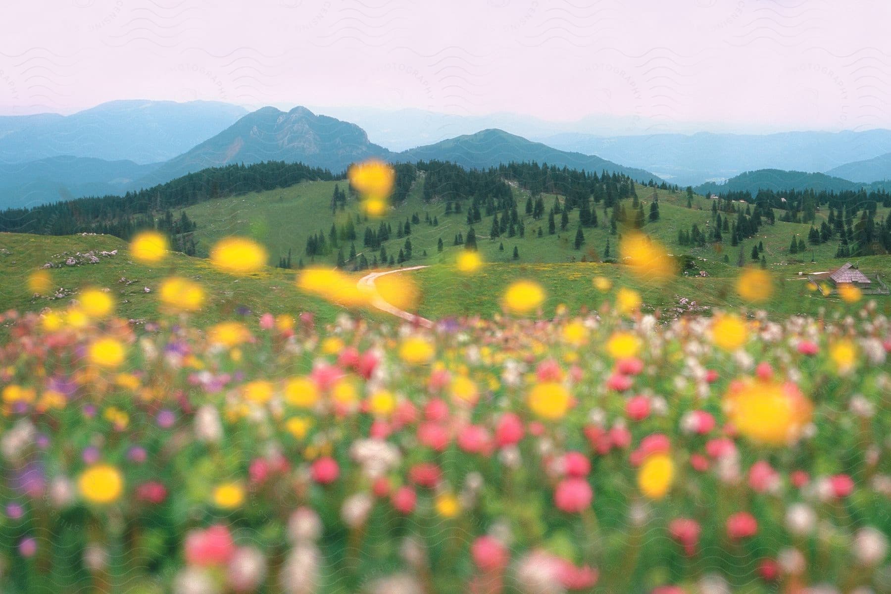 pink and yellow flowers grow in a field below mountains