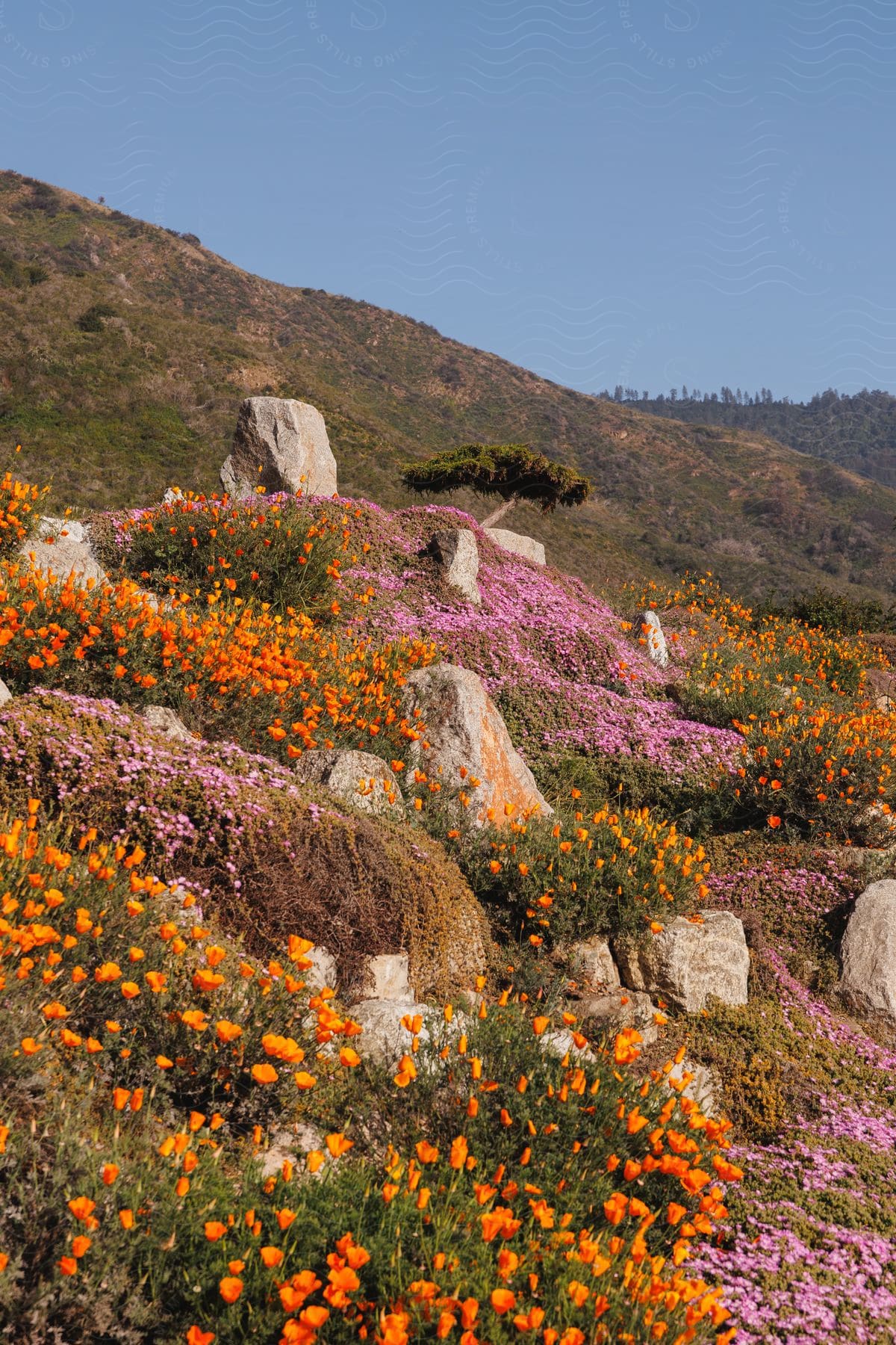 A Sloppy Garden With Flowers Of Different Species At Mid-day