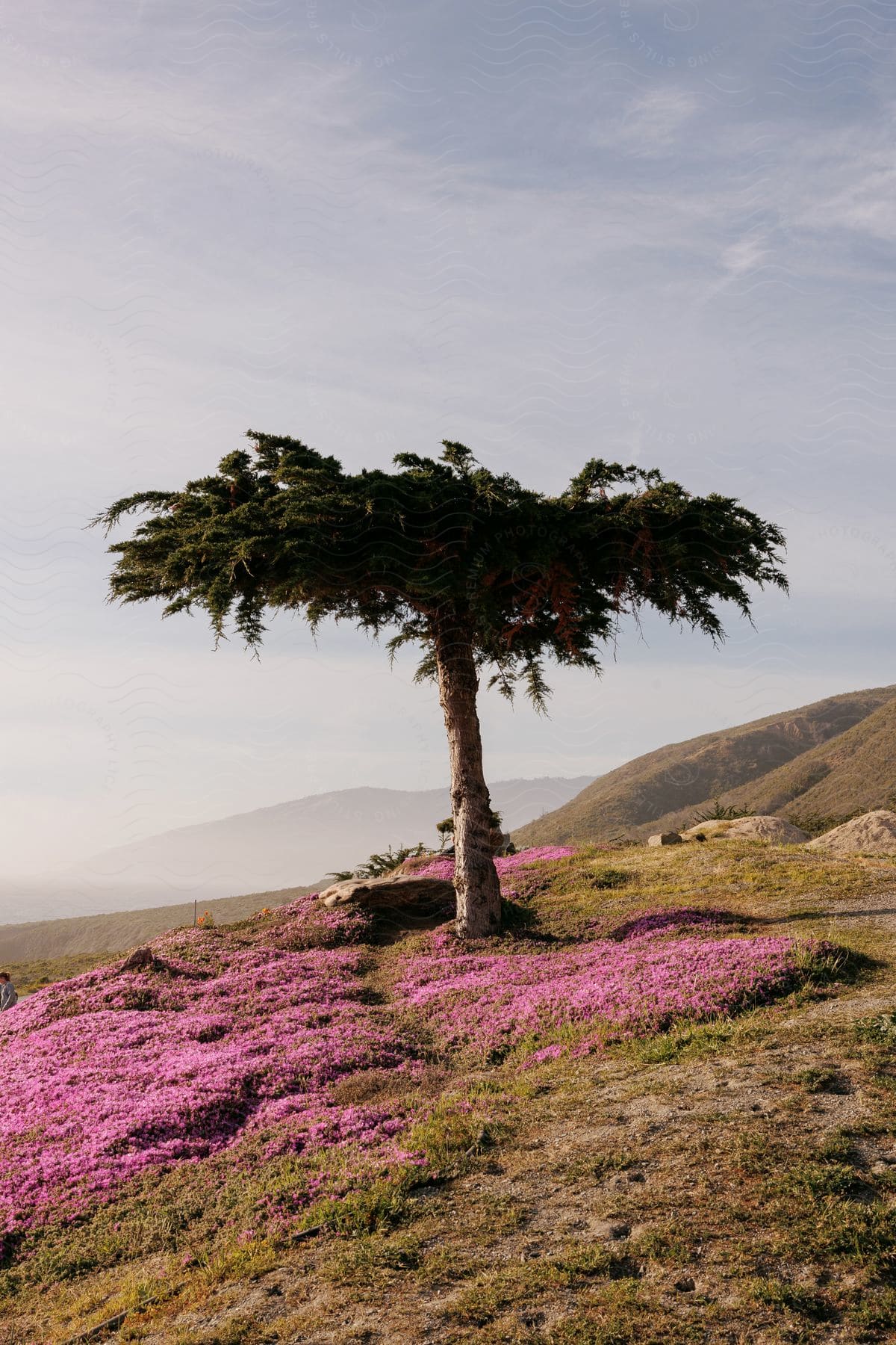 Pink flowers cover a hillside beneath a tree with mountains in the distance under a hazy sky