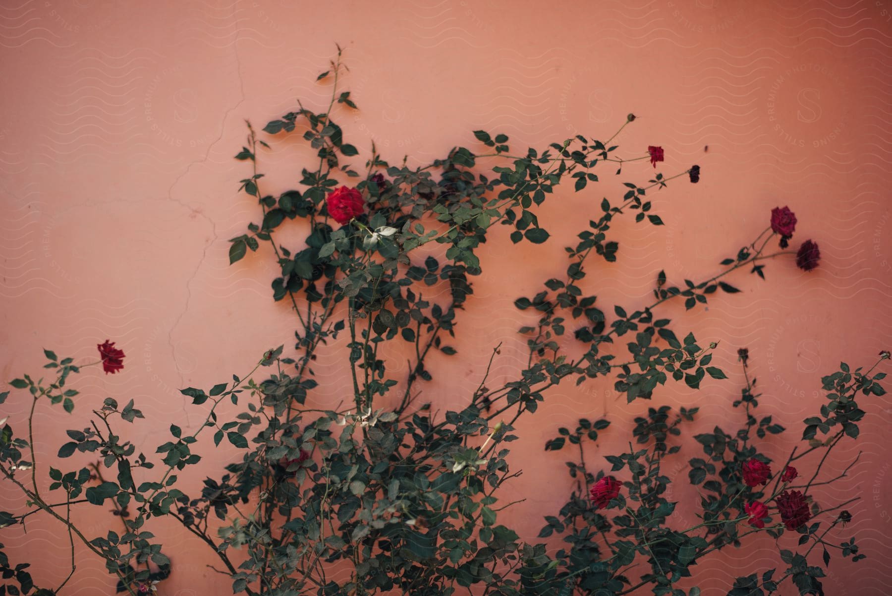 Red rose bush grows close to pink exterior wall.