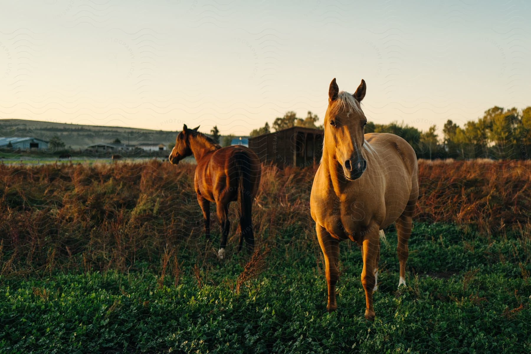 Two horses in a pasture.