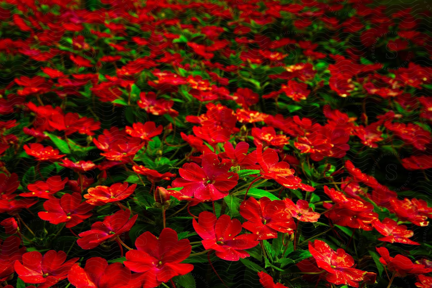 small red flowers grow close together on the ground