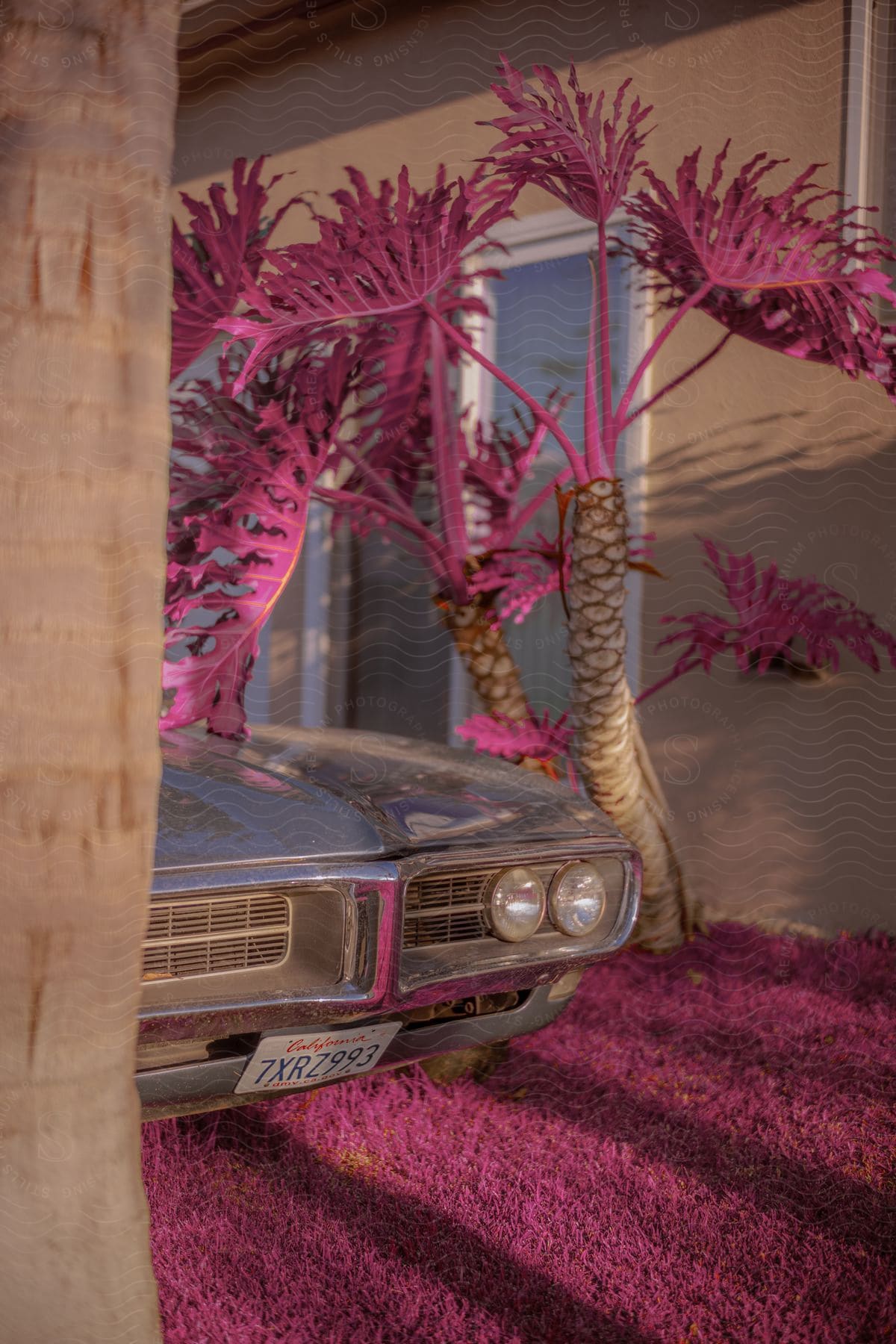 Vintage car parked next to purple palm trees and grass