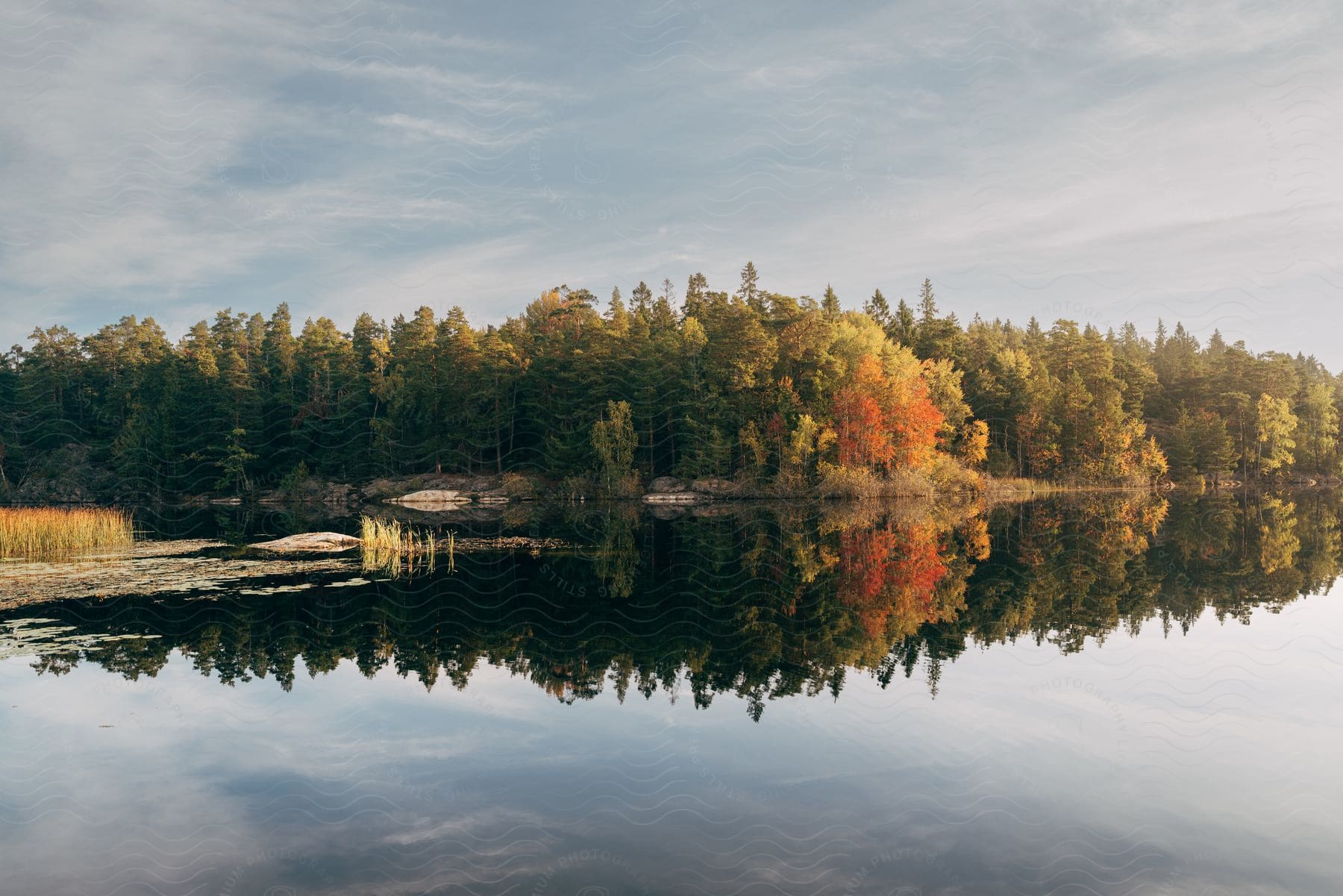 Some Trees In A Forest Along The Edge Of A Lake