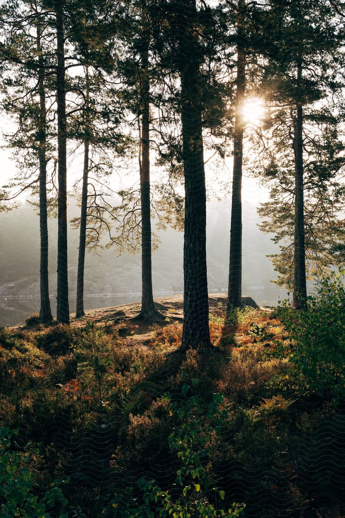 The sun shines through sparse trees on a hill overlooking a lake.