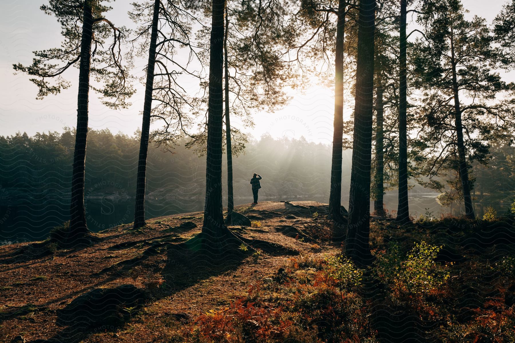 A Person At The Edge Of A Forest Lake, Looking Out Into The Distance