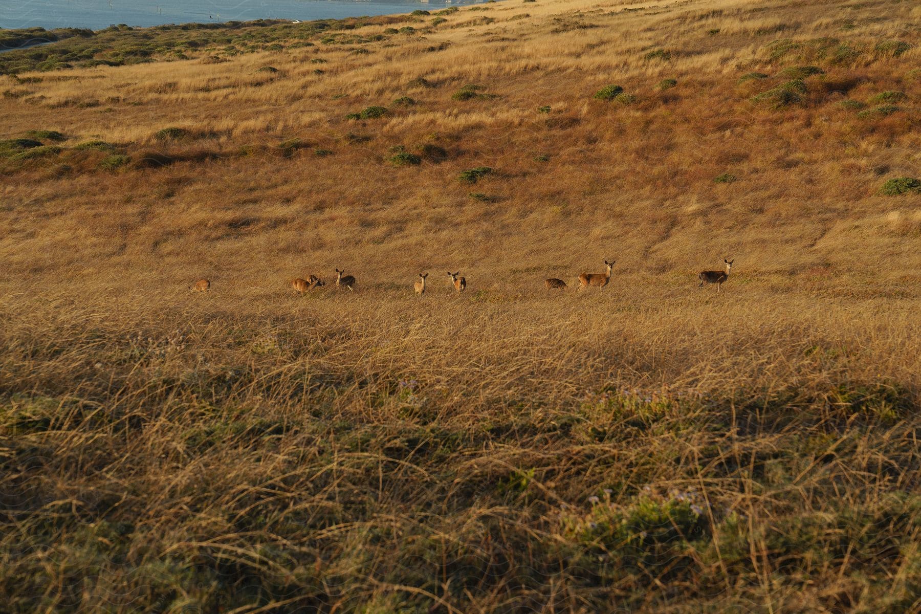 Savannah with several animals of the same species.