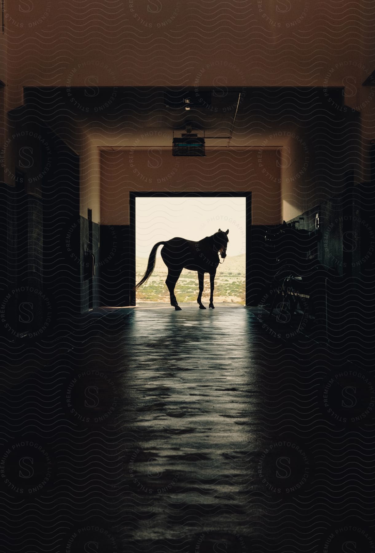 A horse walking out of a barn into a field.