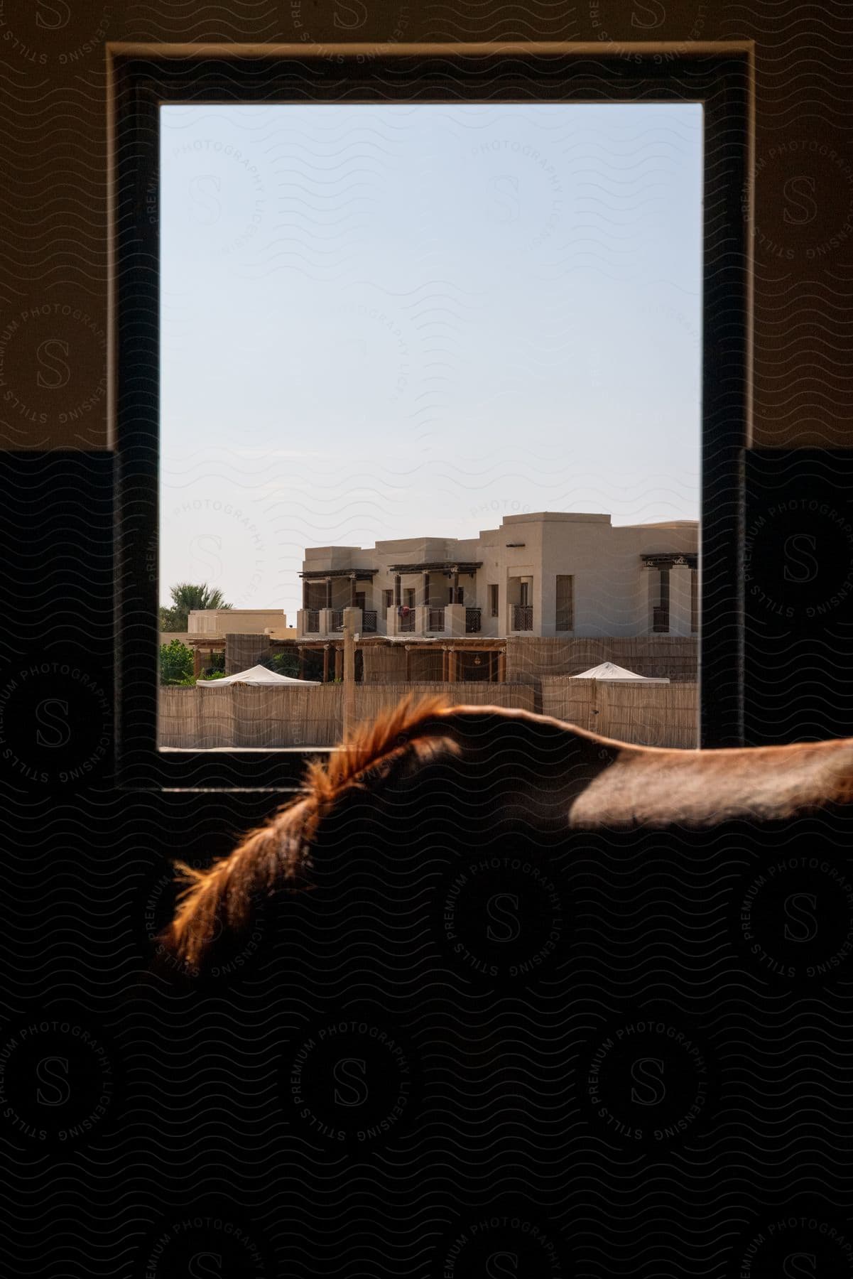 Sun shining through a window onto the back and bowed neck of a horse